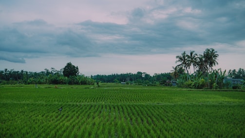 Green rice fields sit under a cloudy sky.
