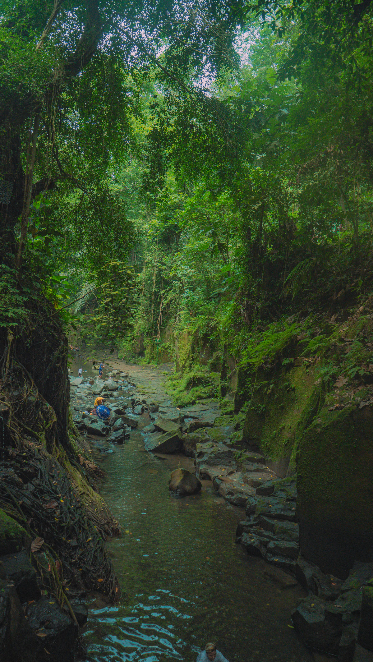 River flowing through lush green jungle