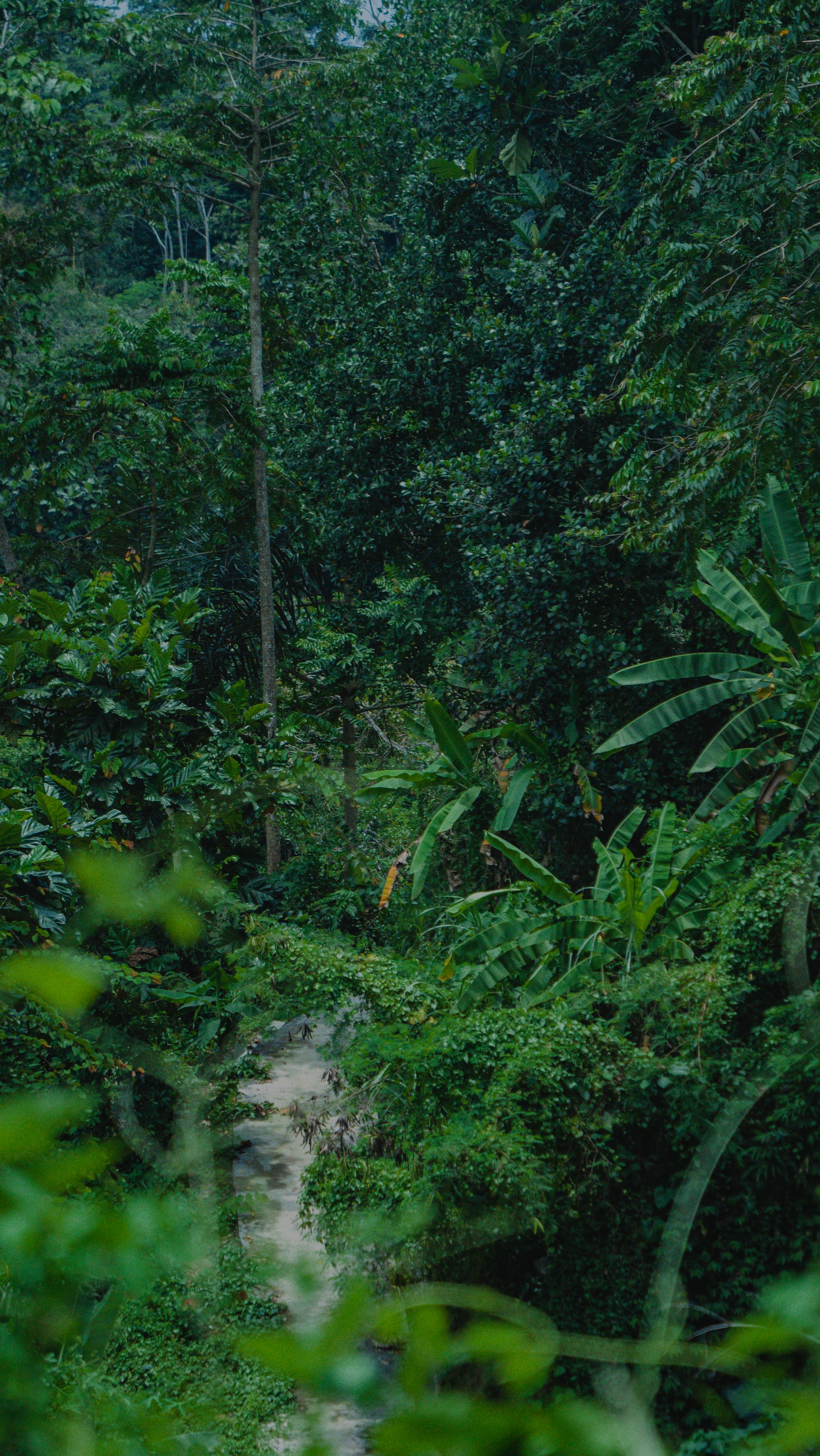 Lush green jungle scene with a path winding through.