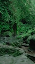 Lush green forest with a stream and rocks.