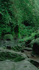 Lush green forest with a stream and rocks.