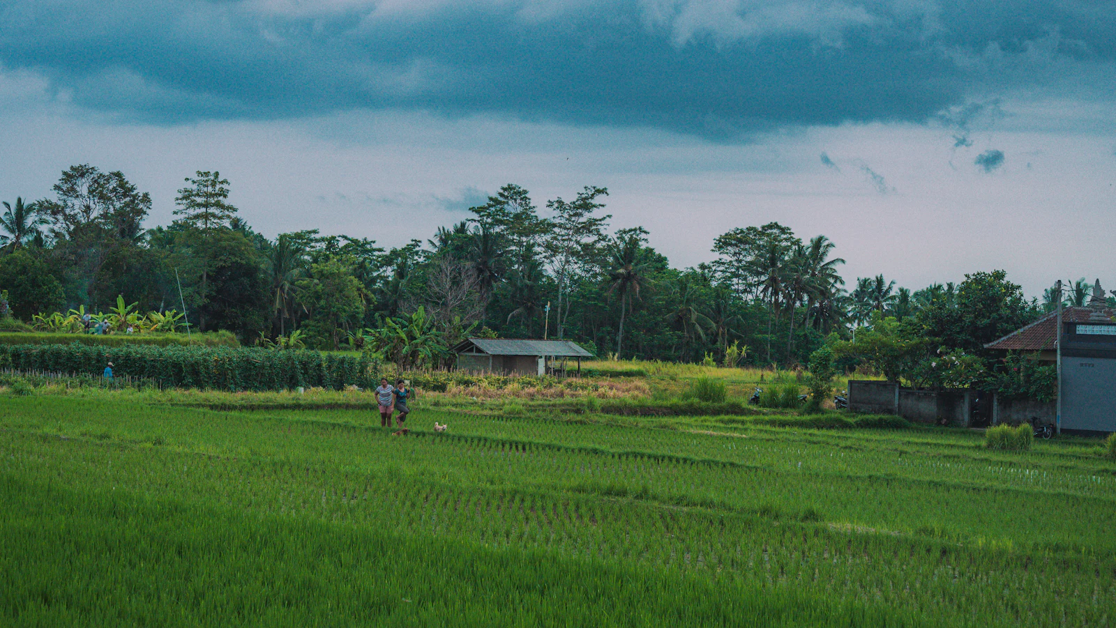 Paddy fields