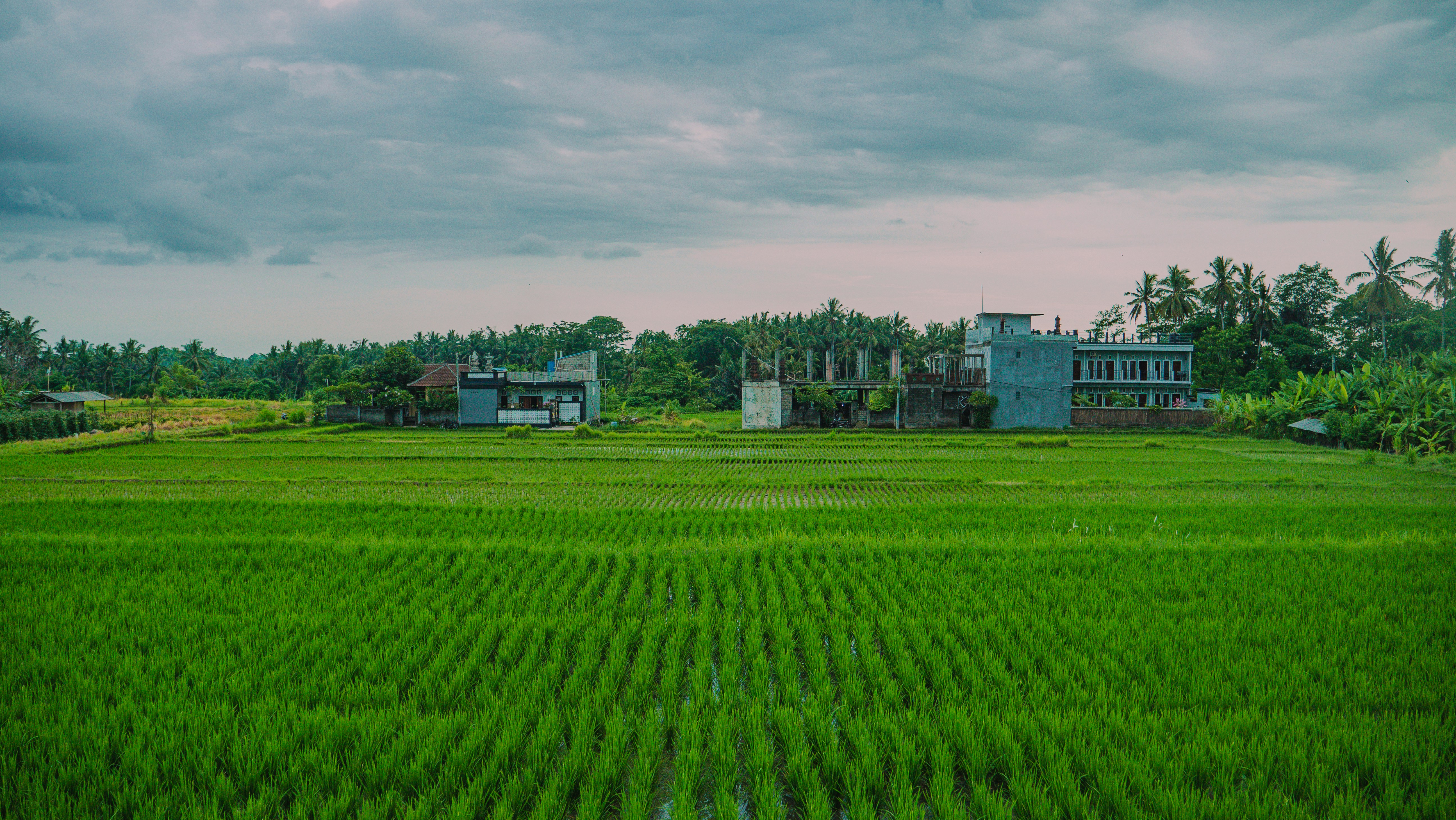 Agriculture and Food Production: Feeding the Survivors (image credits: unsplash)