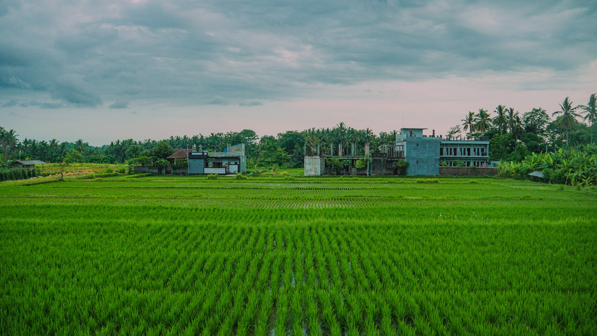 Rice fields surround buildings under a cloudy sky.