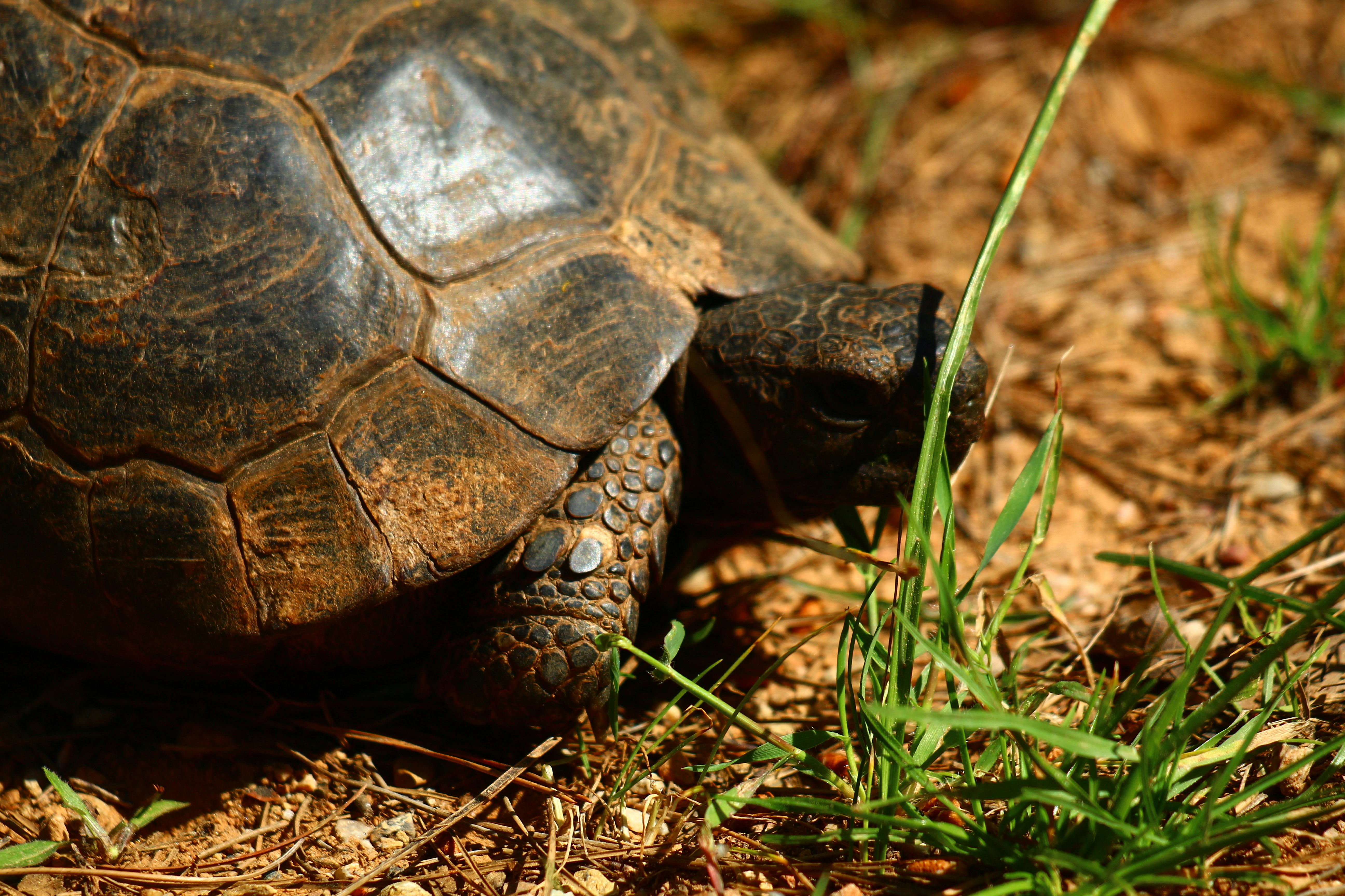 The Tortoise and Your 401(k): Why Slow and Steady Investing Wins