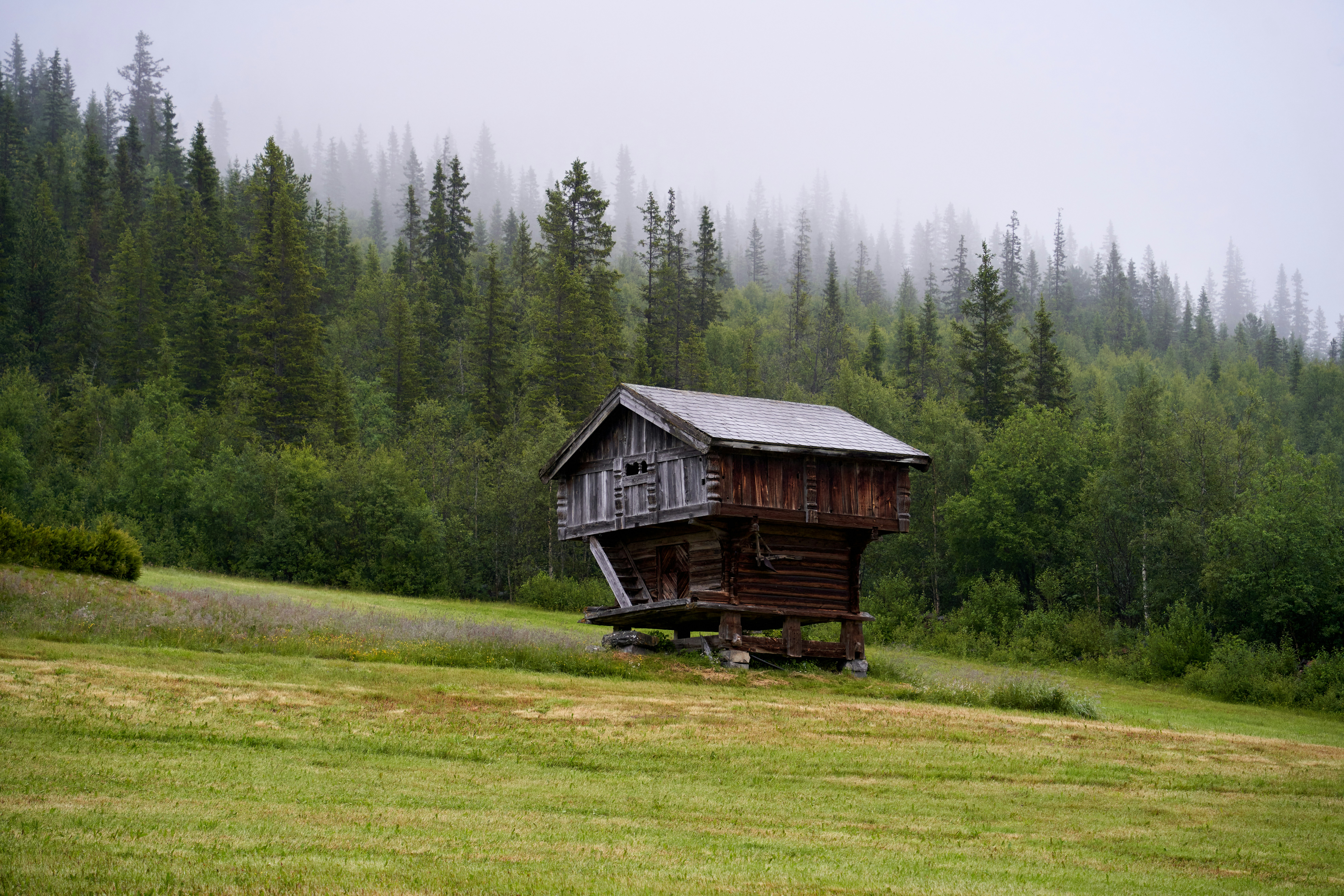 Rainy, hazy Summer Day: Traditional Norwegian Wooden Food Store in Green Field, surrounded by a pine forest