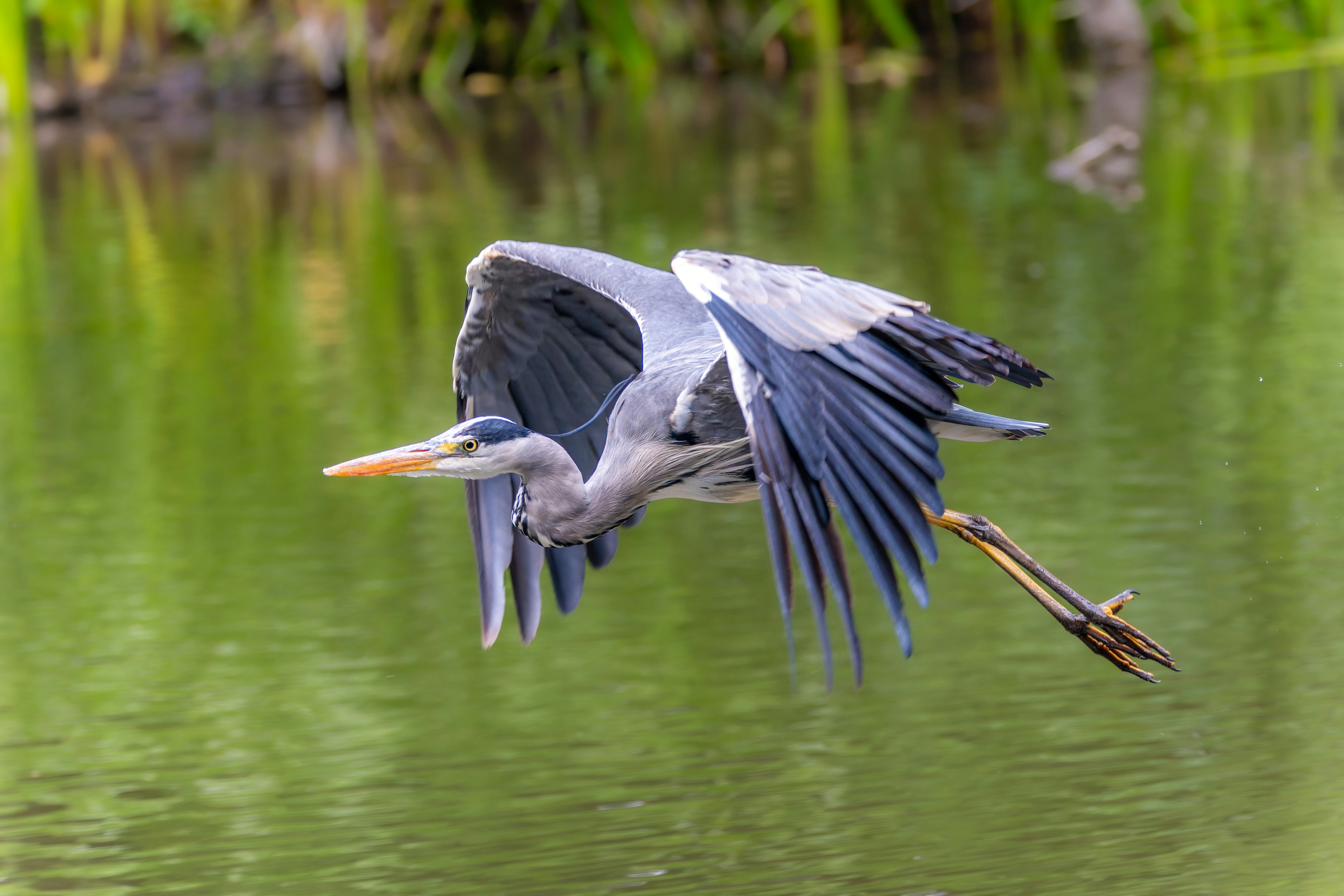 Photo by siegfriedpoepperl