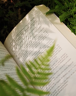 An open book is enhanced by fern shadow.