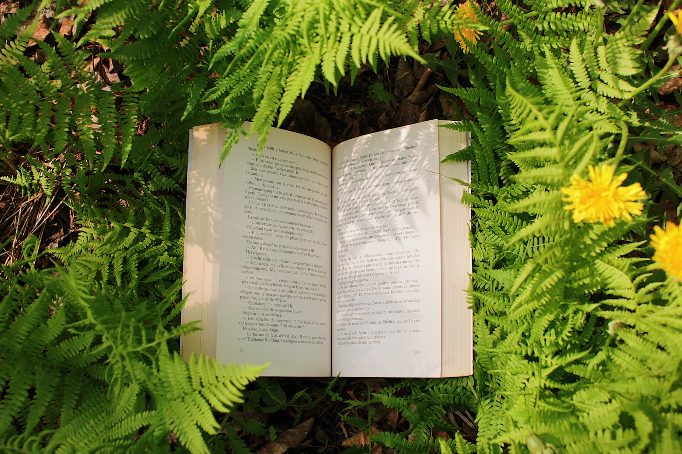An open book resting among green forest ferns
