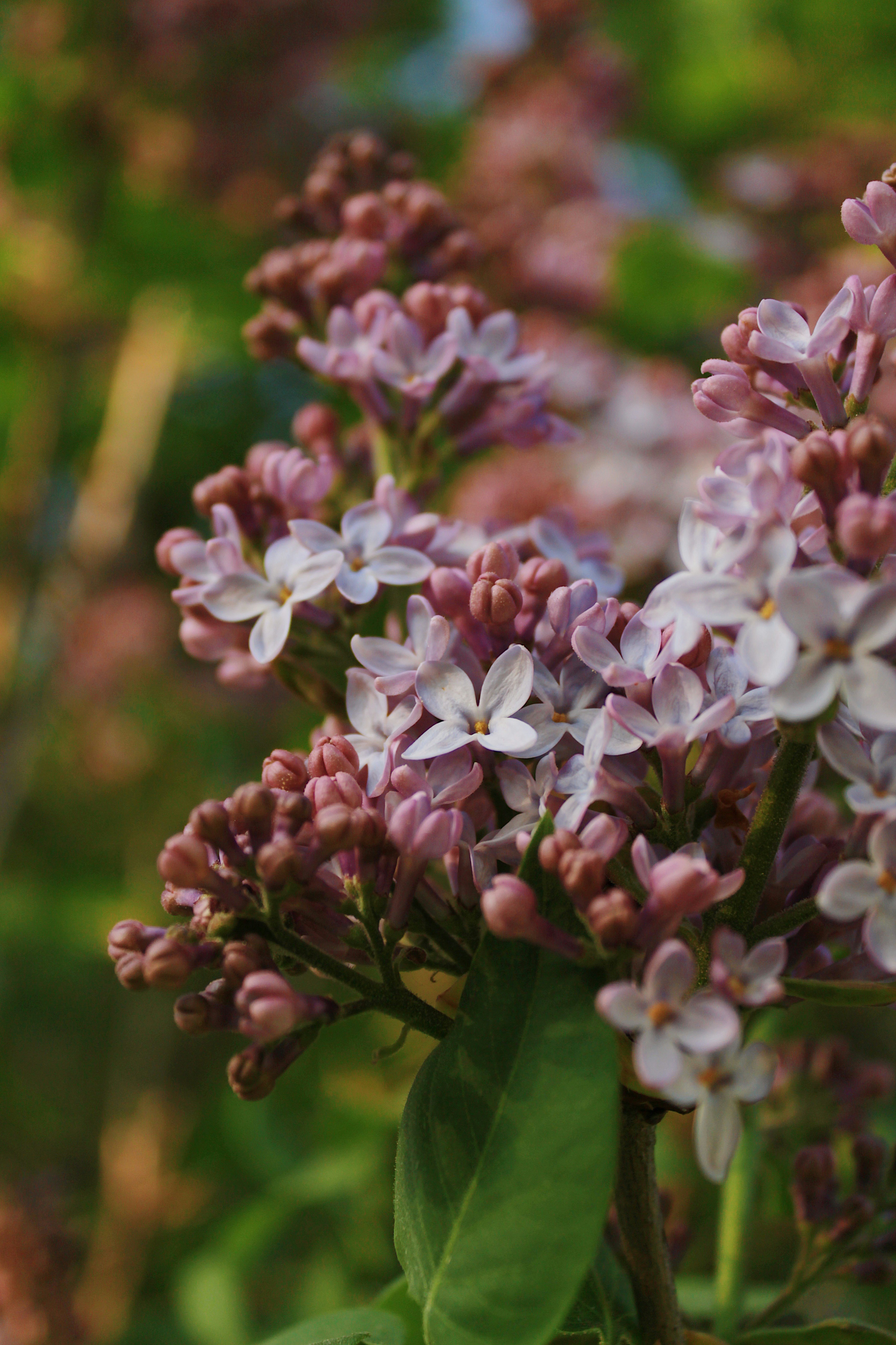 Photo by katherinestpierre