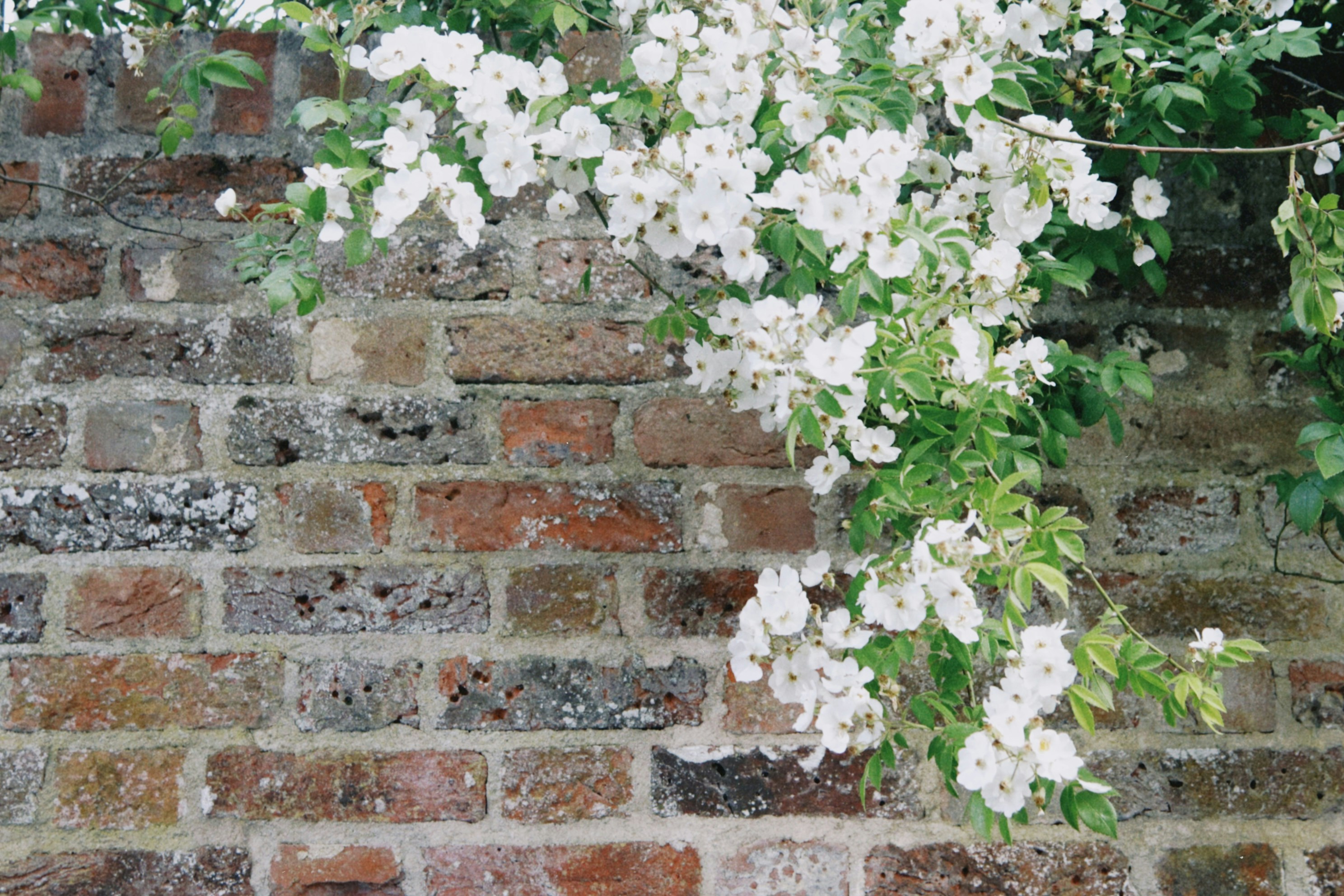 Photo by tanyabarrow