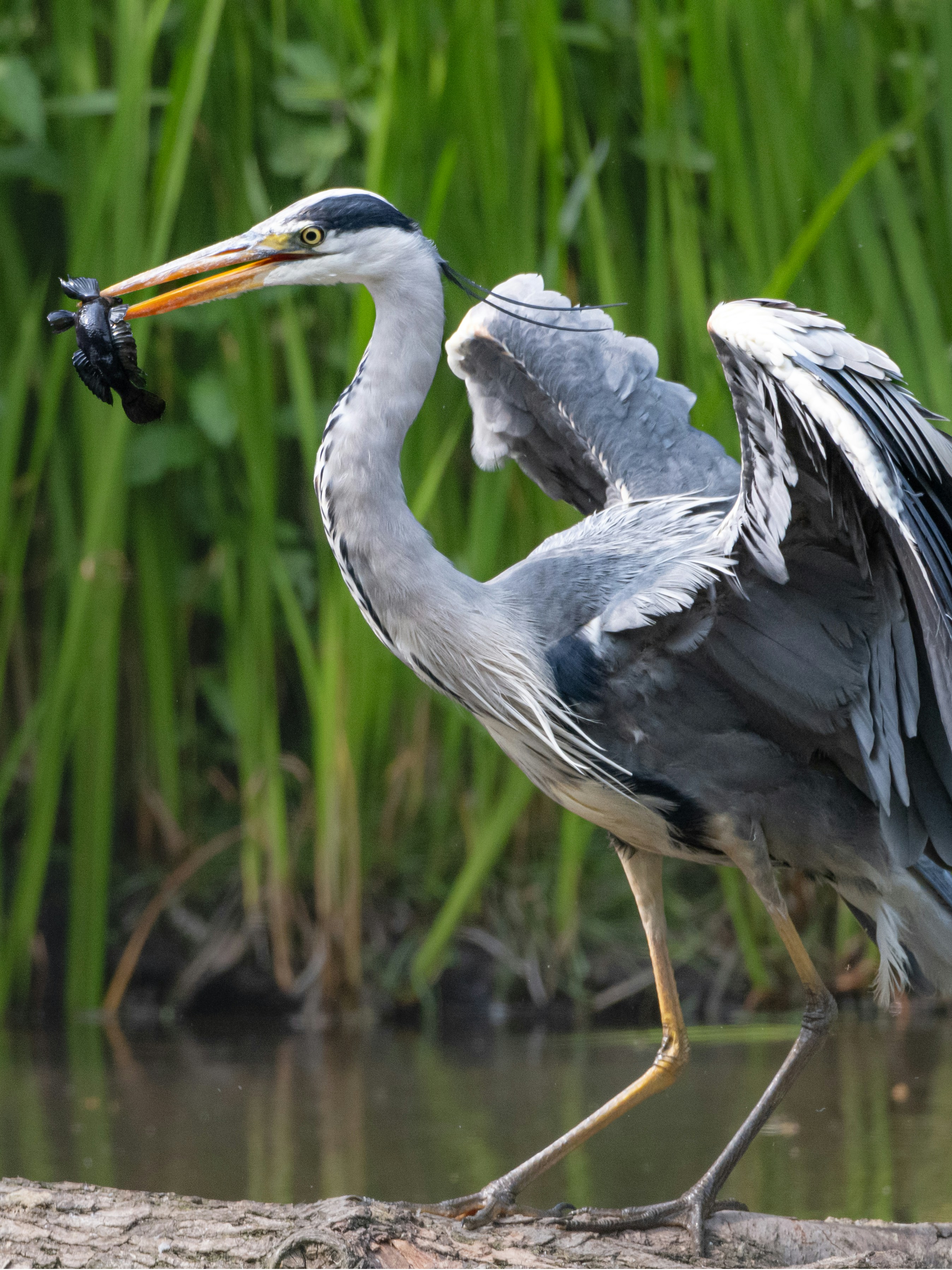 Photo by siegfriedpoepperl