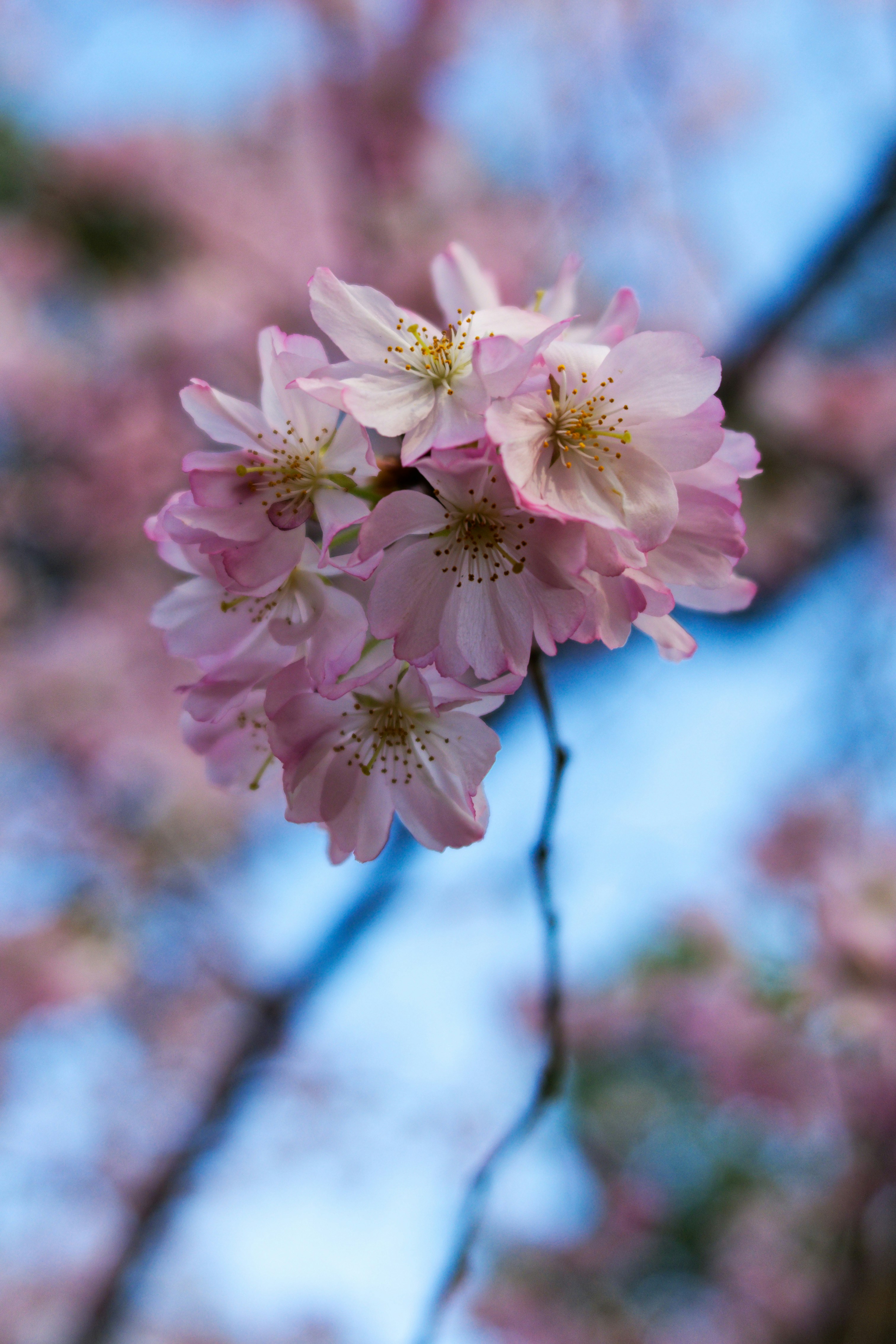 Photo by asphotographypics