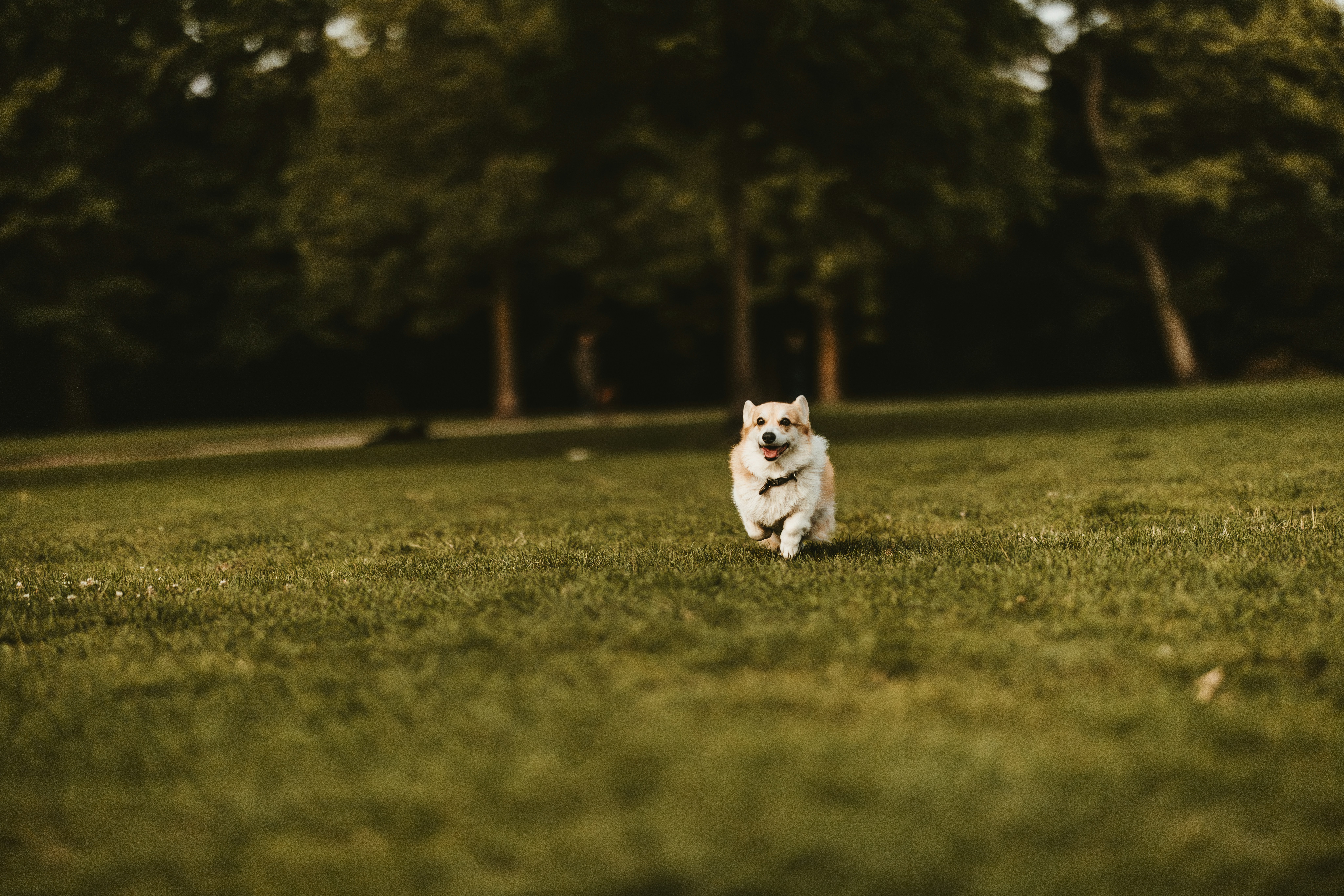 Conclusion: Know Your Dog From the Ground Up