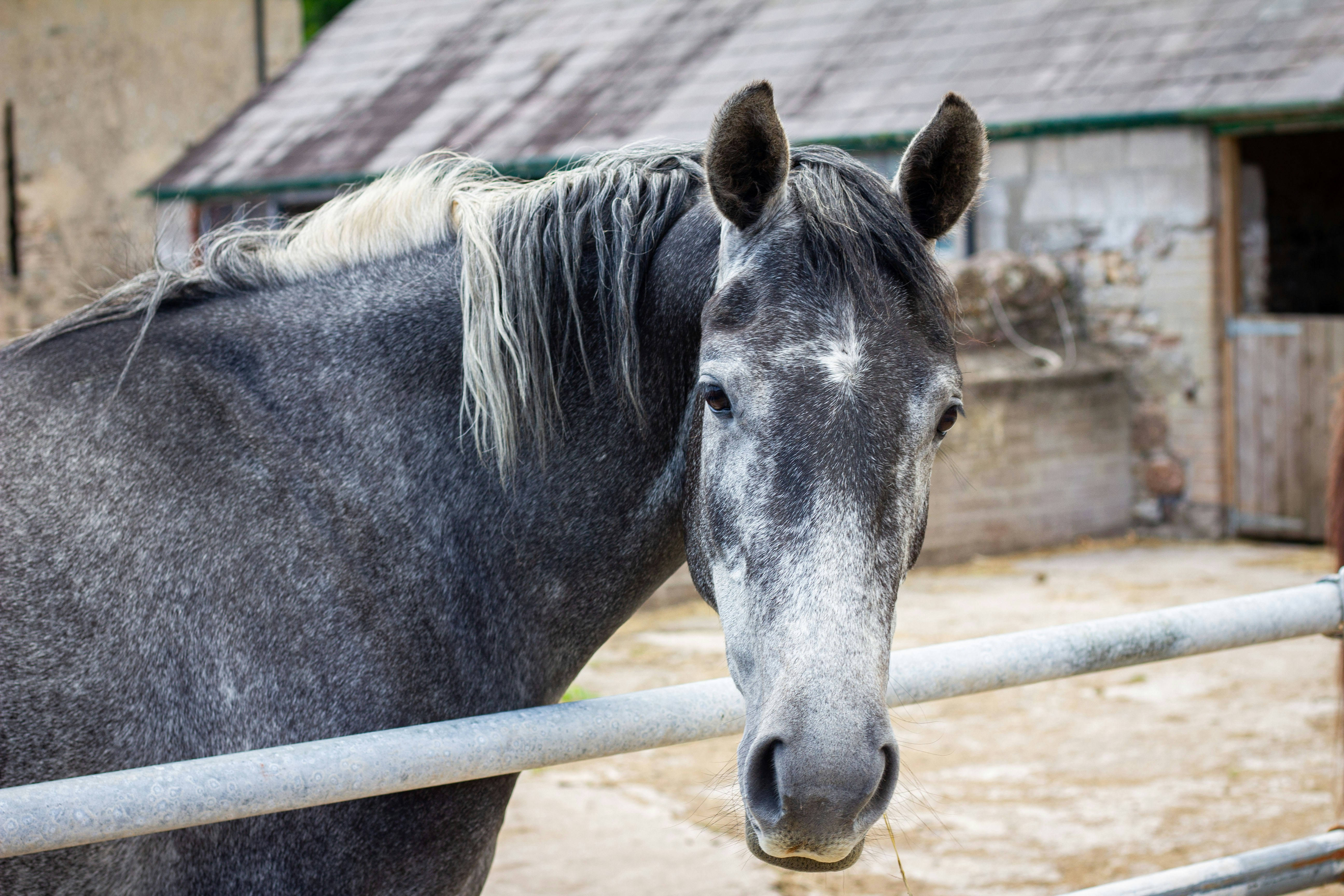 A gray horse stands at a fence.