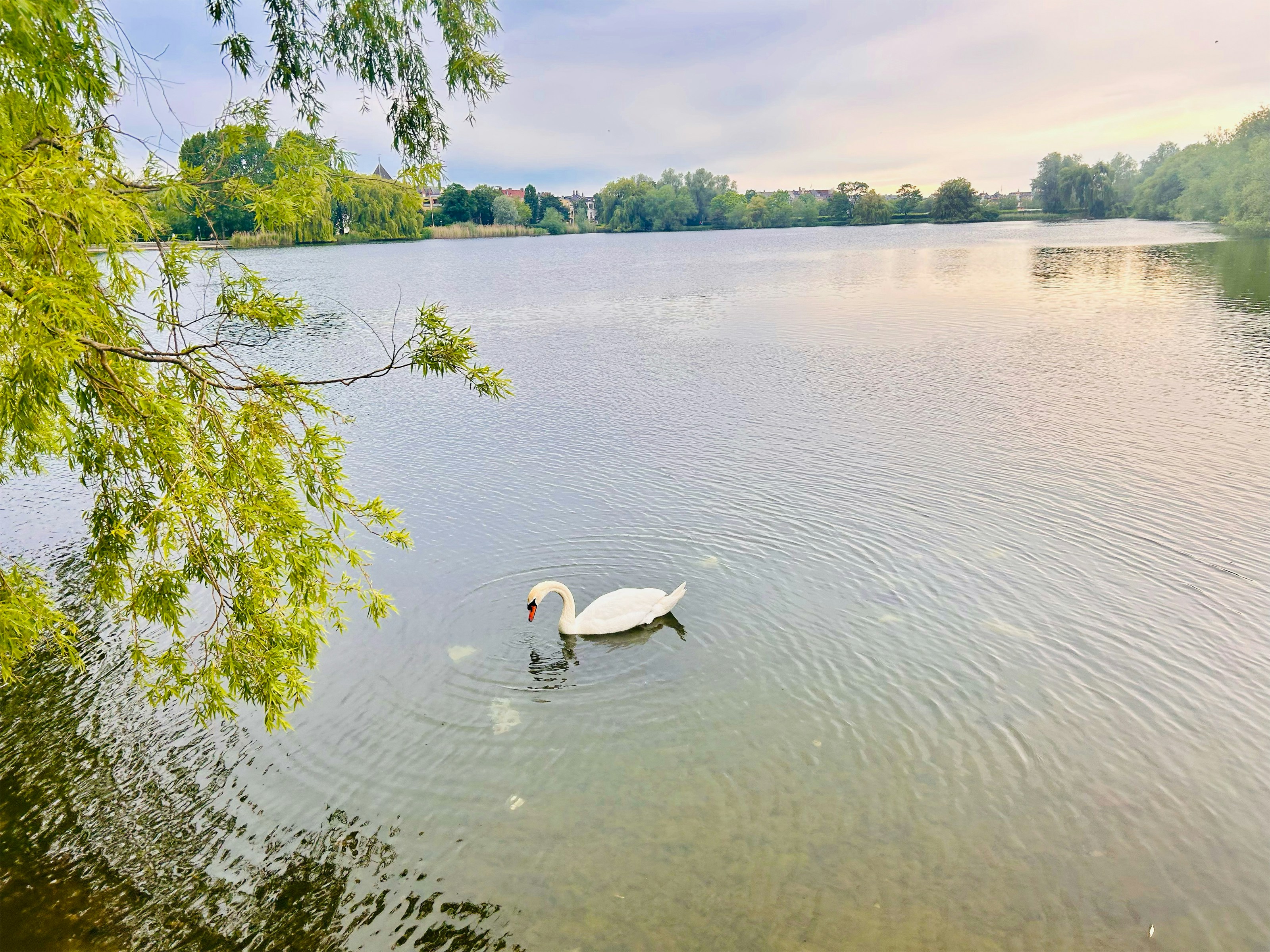 A swan glides peacefully on a calm lake.
