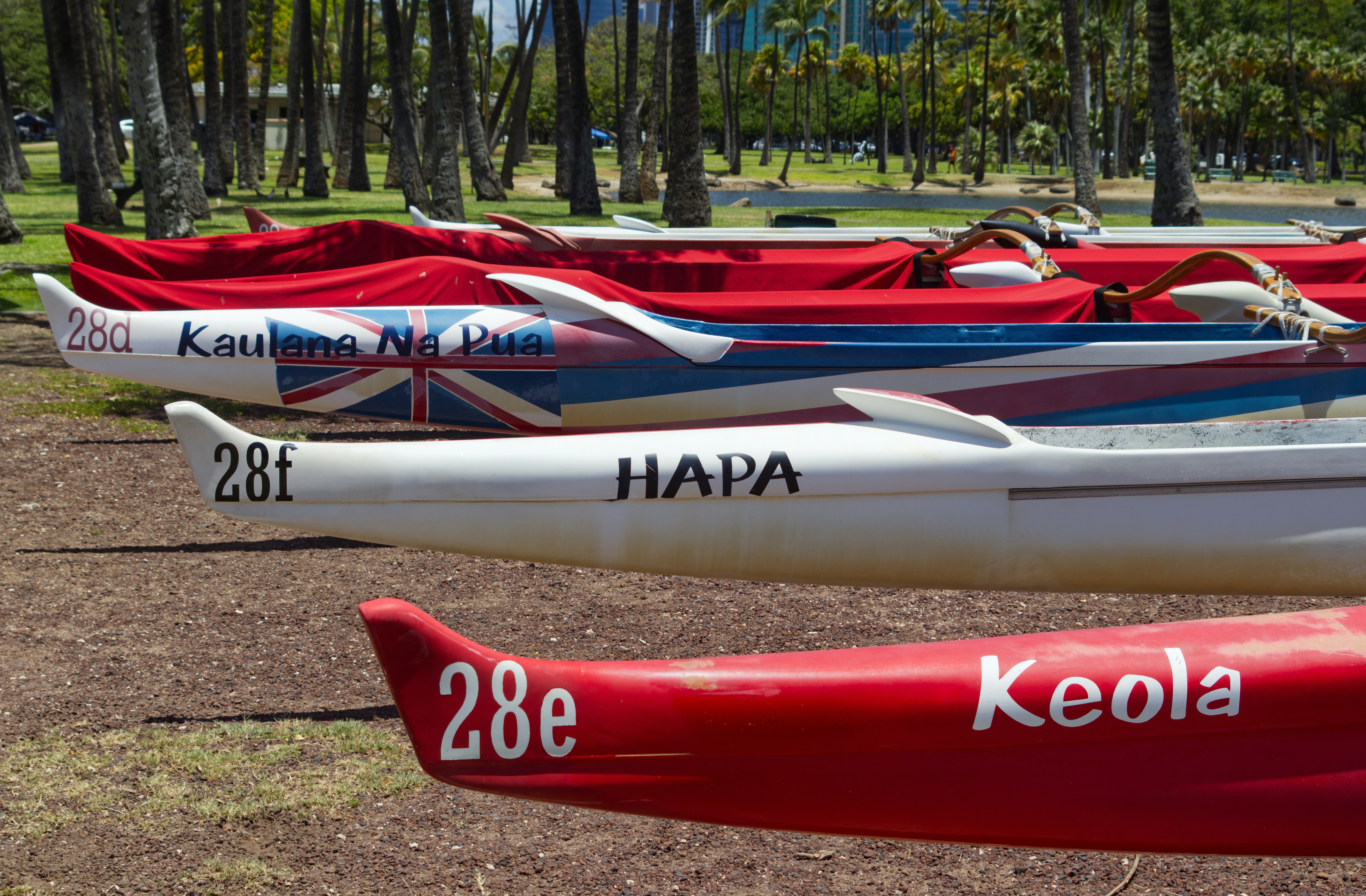 Outrigger canoes are lined up in the grass.