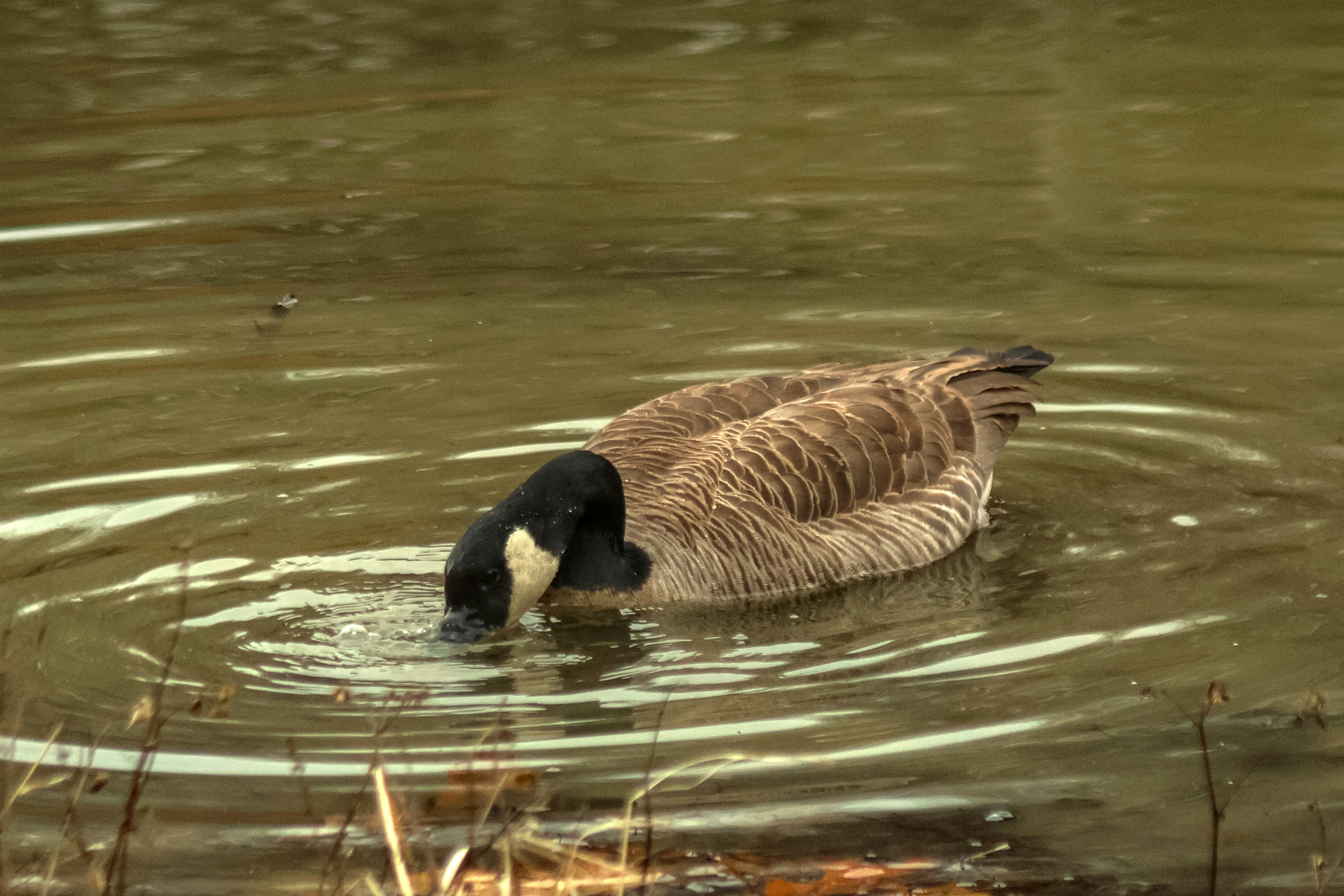Photo by thelegenderry