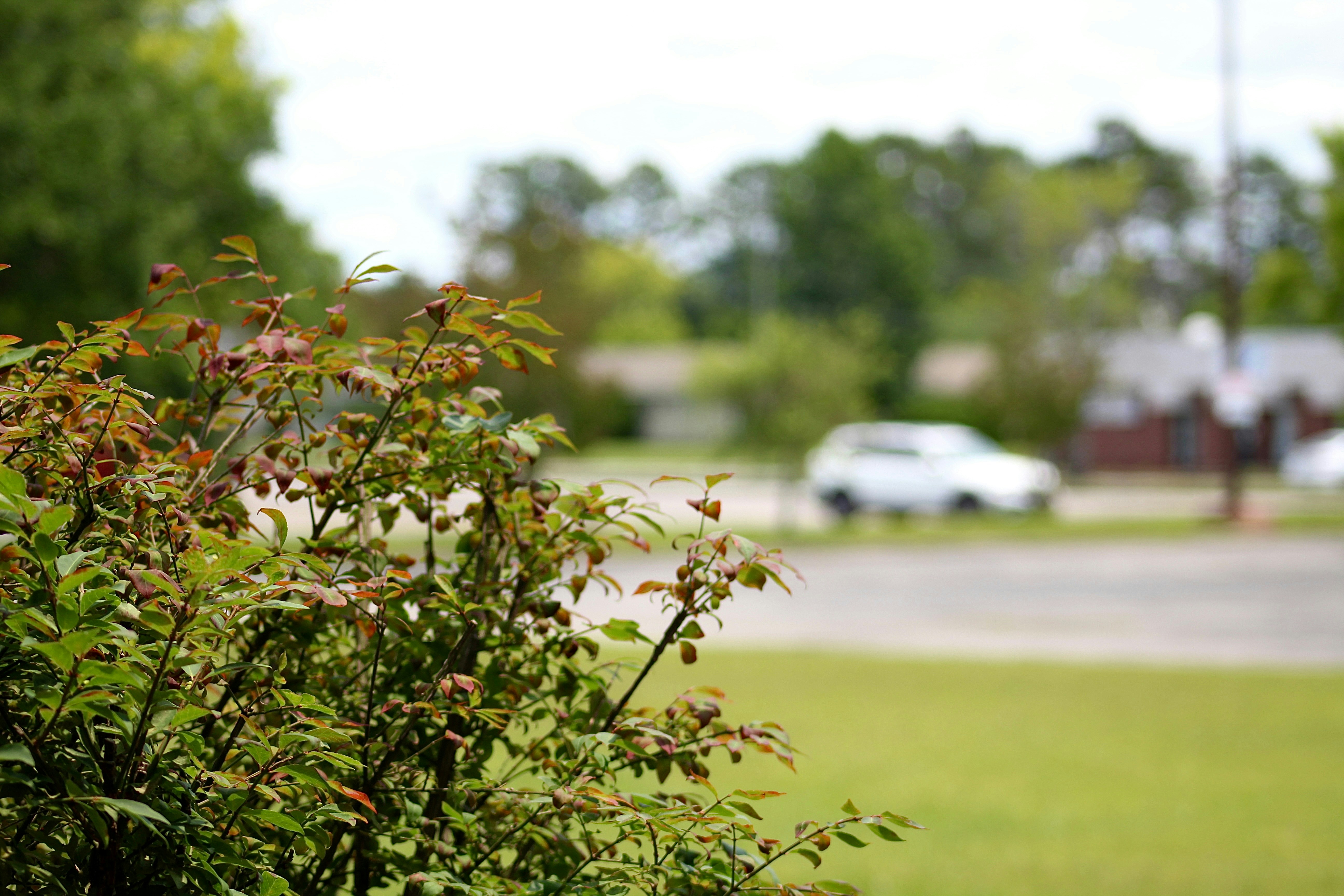 Bushy plants in the foreground with a blurred background.