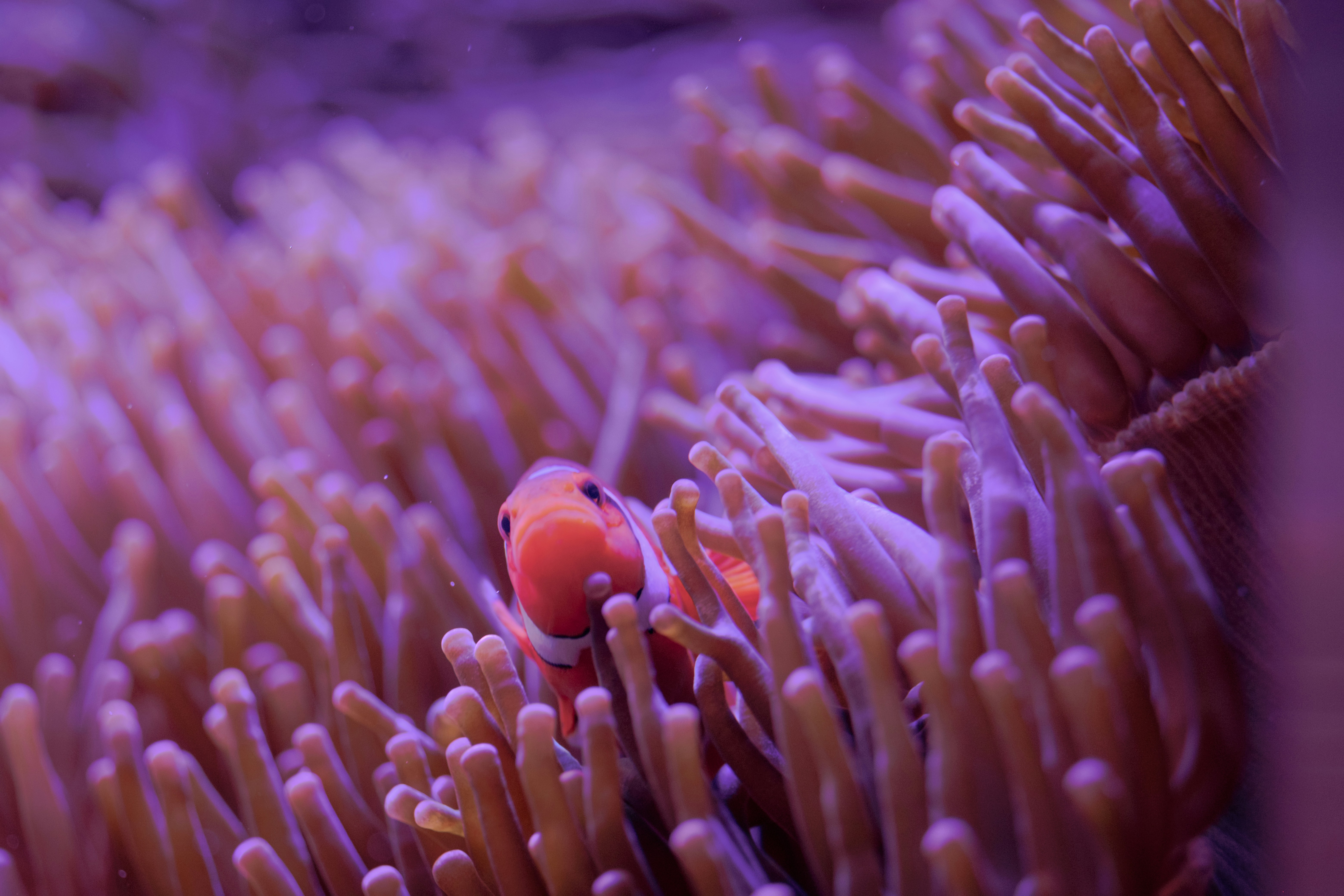 clownfish nestled in an anemone - da nang scuba diving