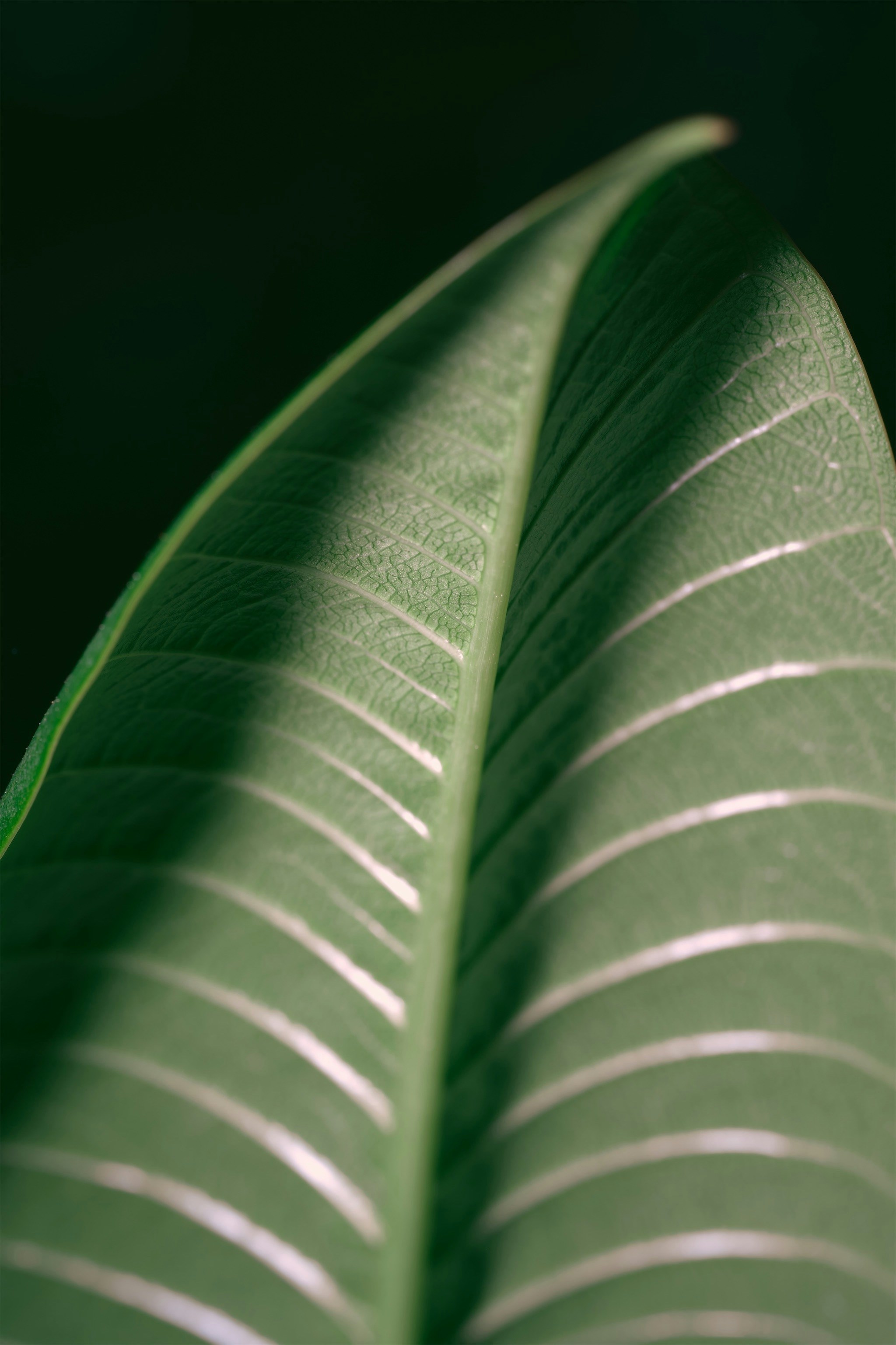 Photo by alishahlakhani