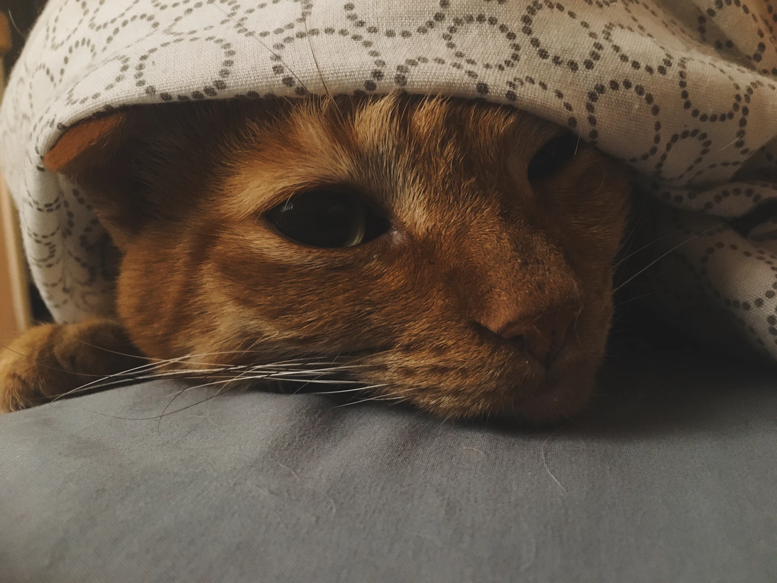 Cat resting and hiding under a blanket in a quiet indoor space