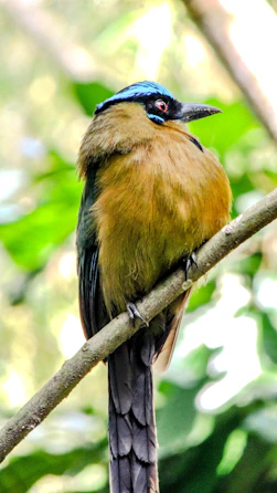 A motmot bird perches on a tree branch