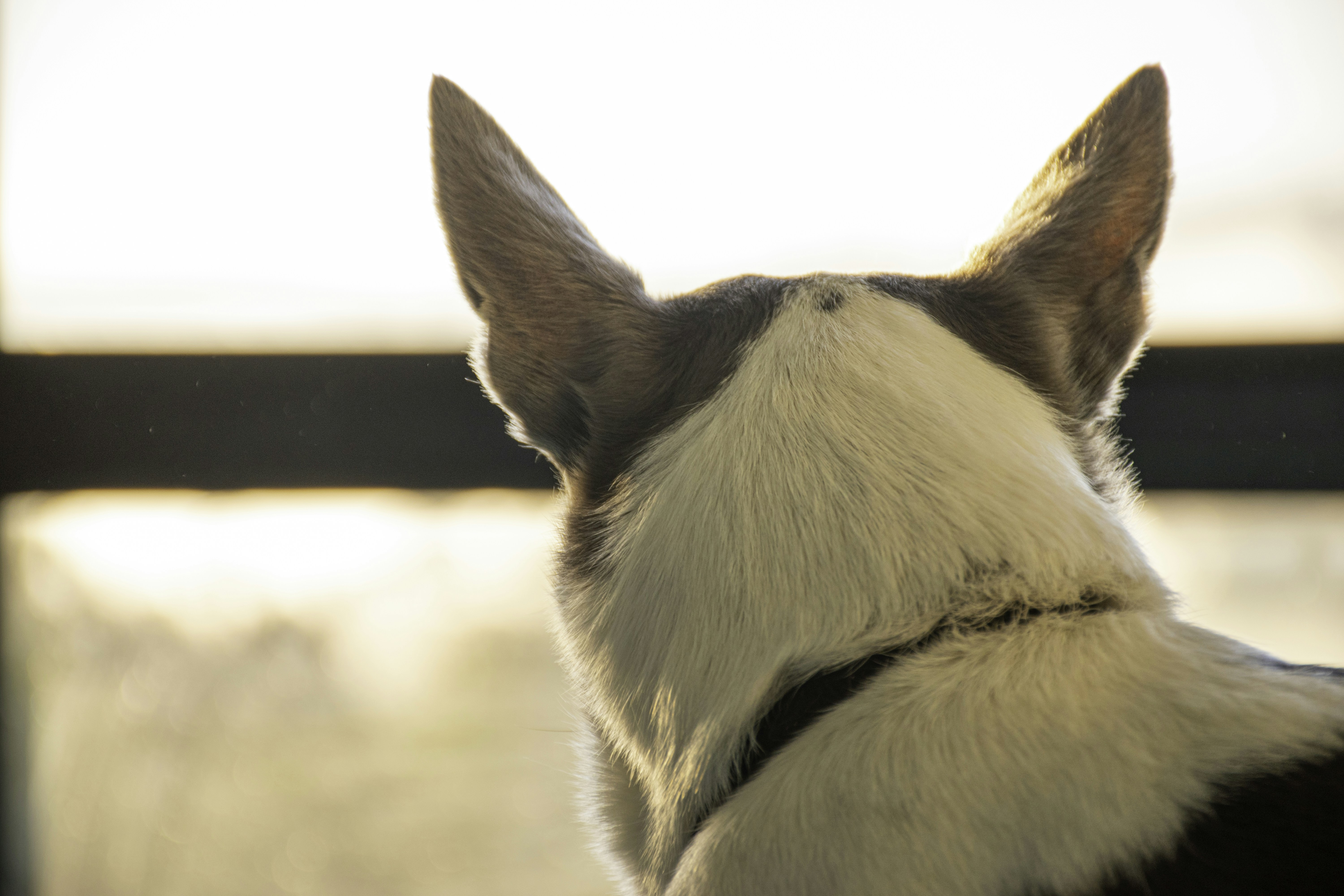 5 Best American Bulldogs First Vet Visit Tips