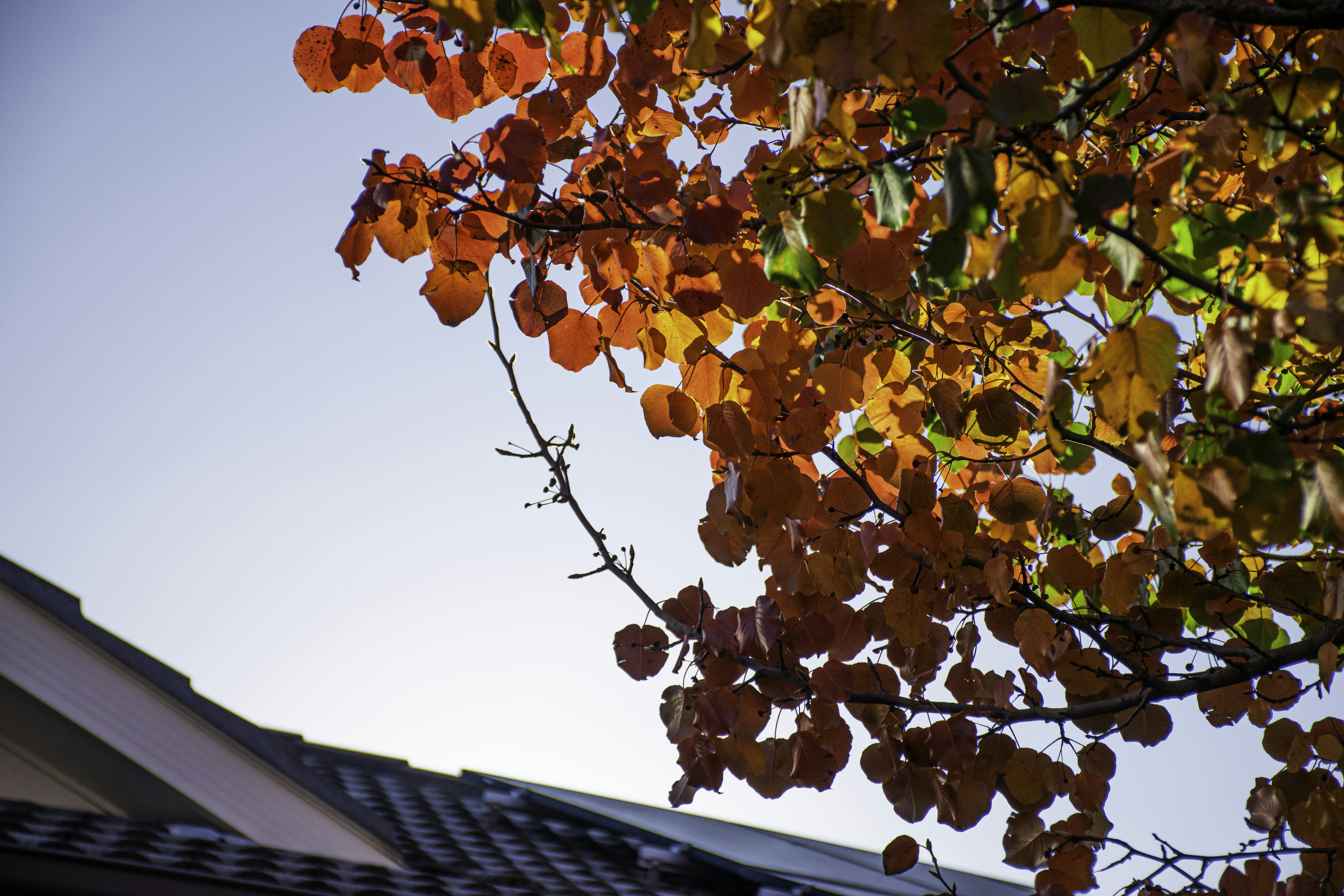 Photo by adam_skrinnikoff