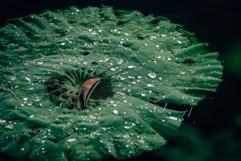 Wassertropfen perlen dank Lotus-Effekt von einer Oberfläche ab