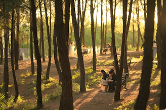 Sunlight filters through trees in a tranquil forest.