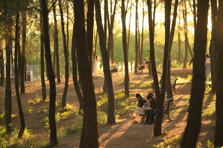 Sunlight filters through trees in a tranquil forest.