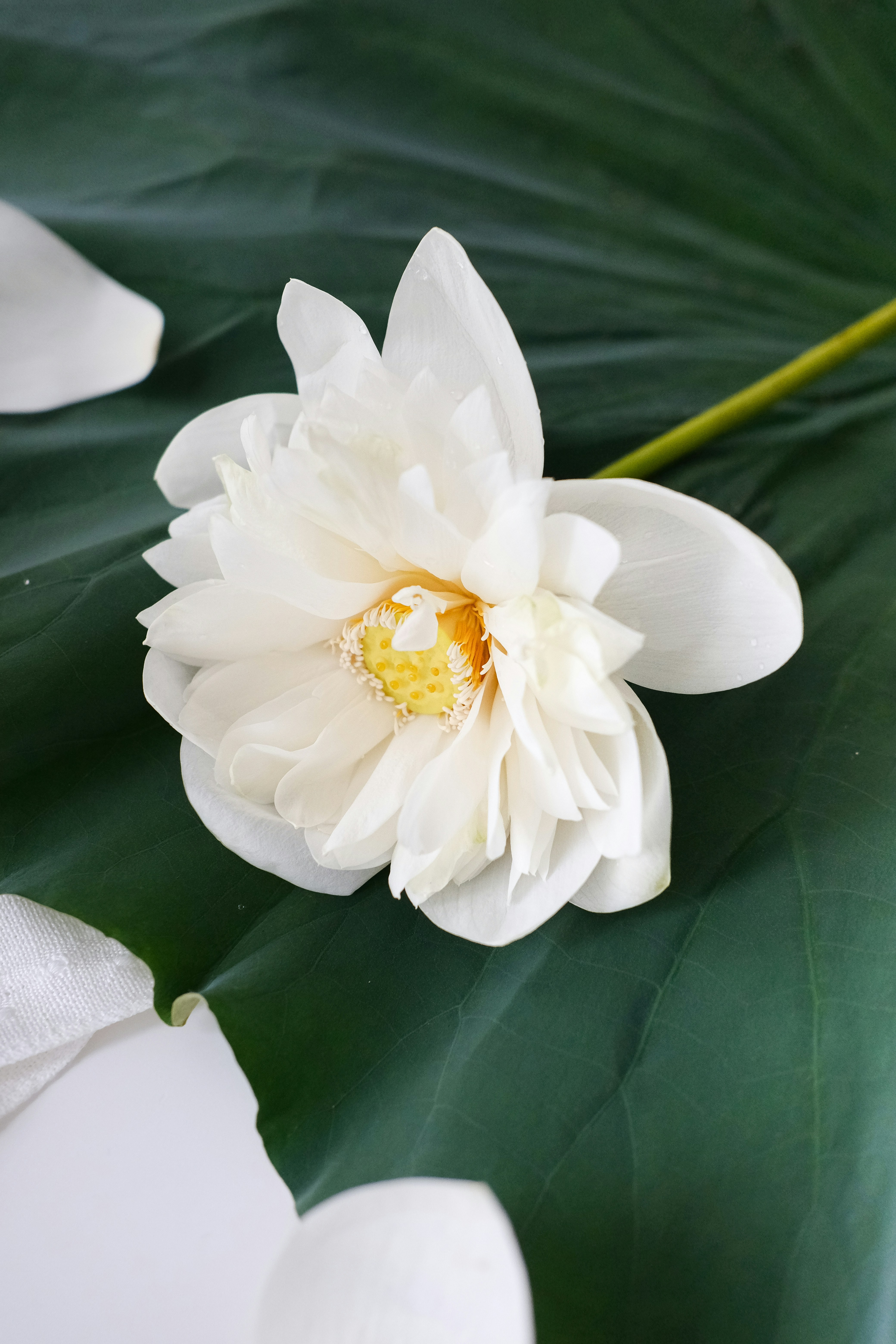 10 “Conscious Uncoupling” Successful Separation Secrets: