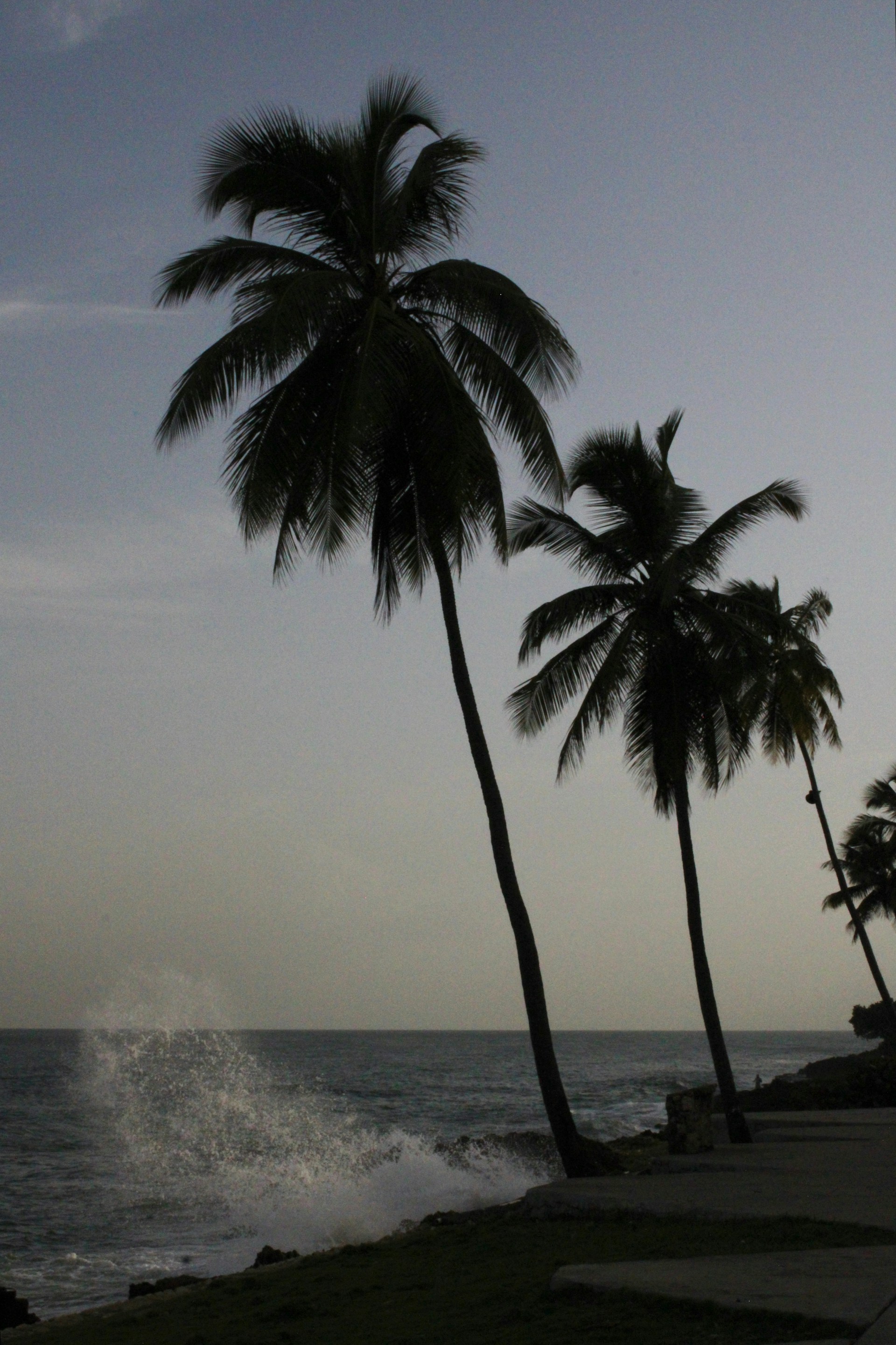 Palm trees stand against the sea with a splash.