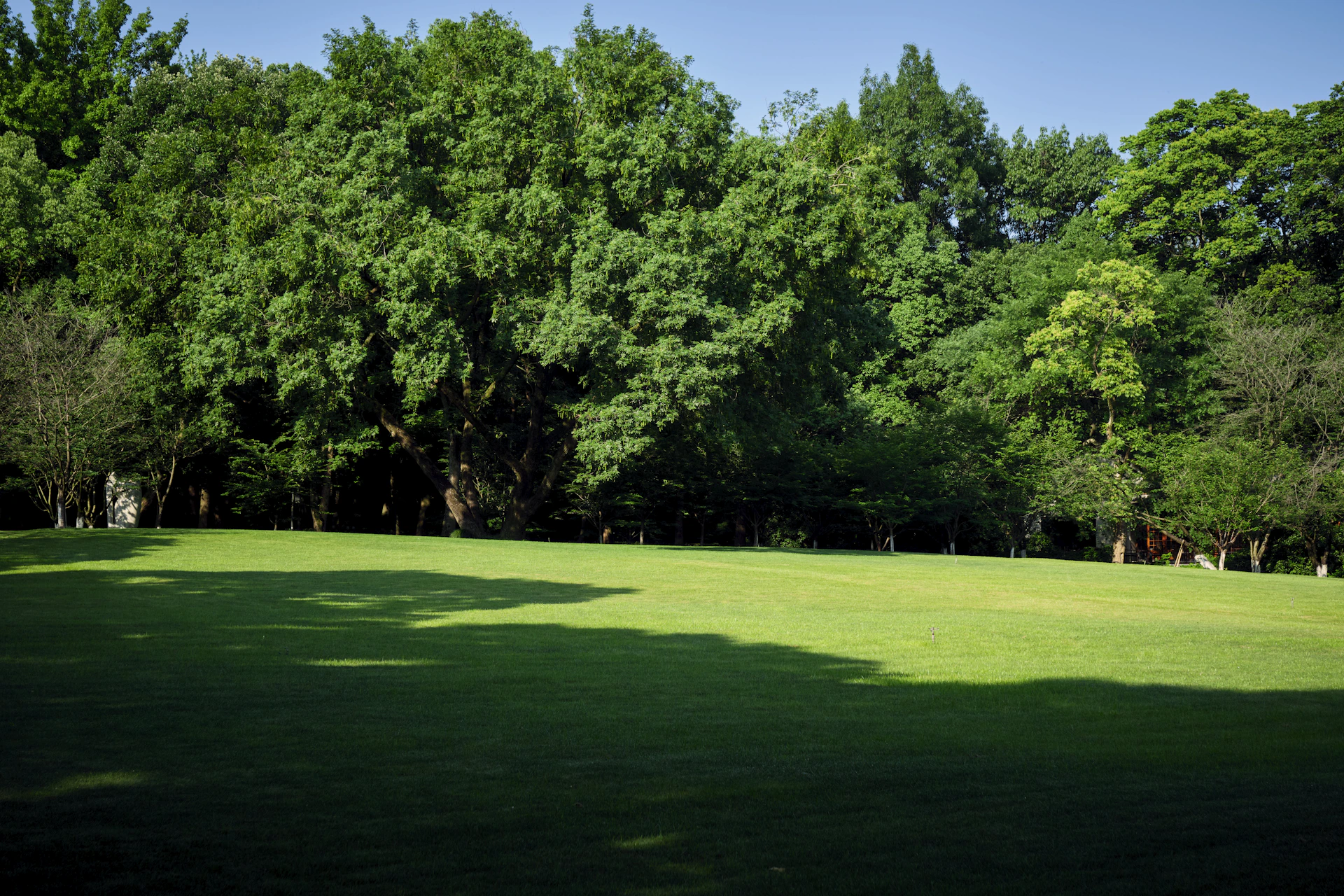 A grassy field is framed by lush green trees.