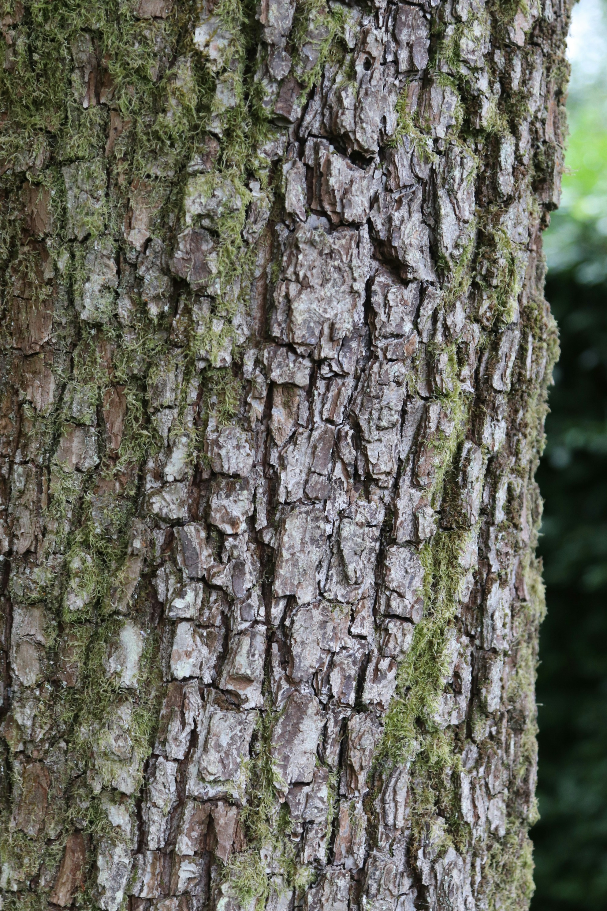 Photo by tanyabarrow