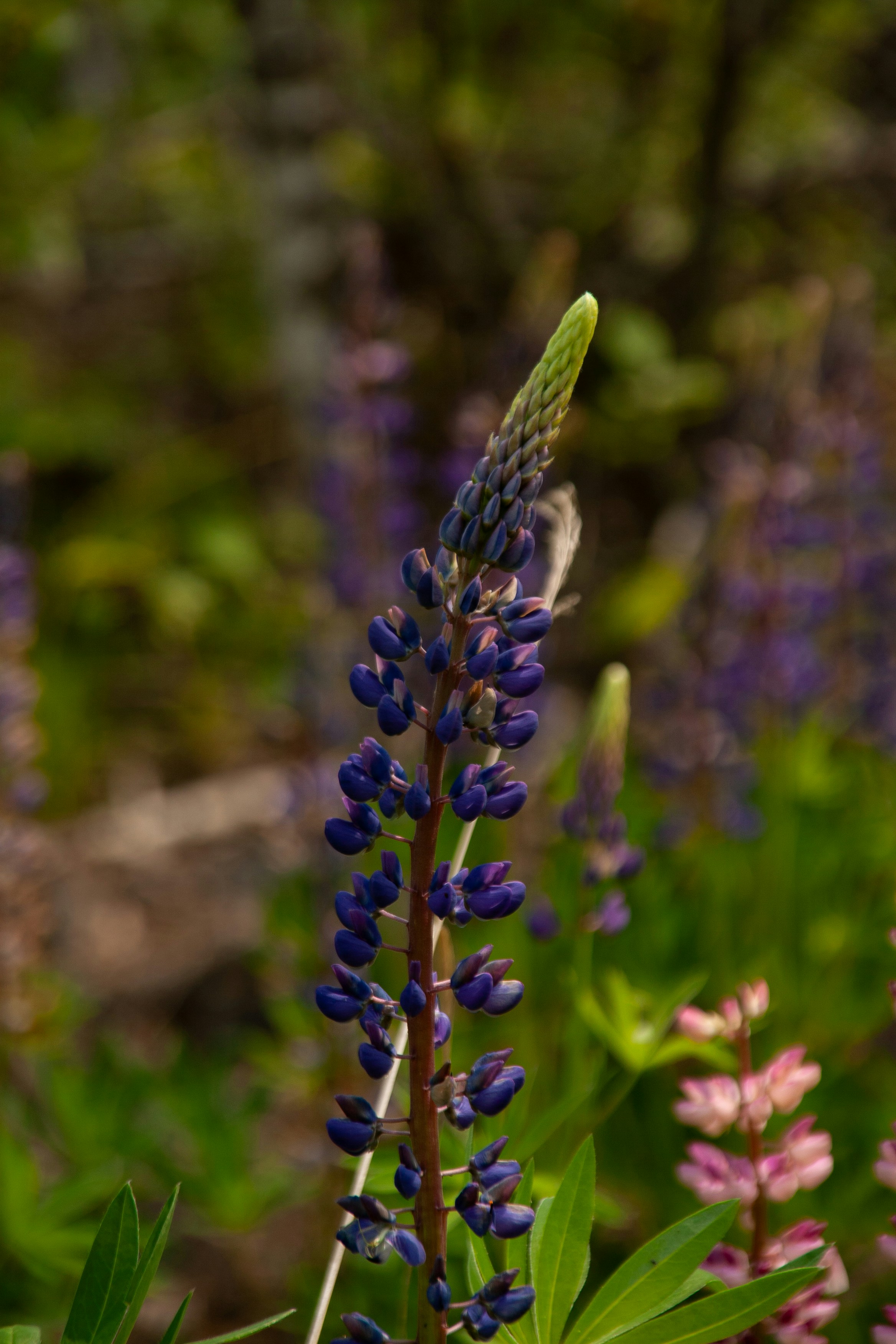 Photo by kulikovnik2