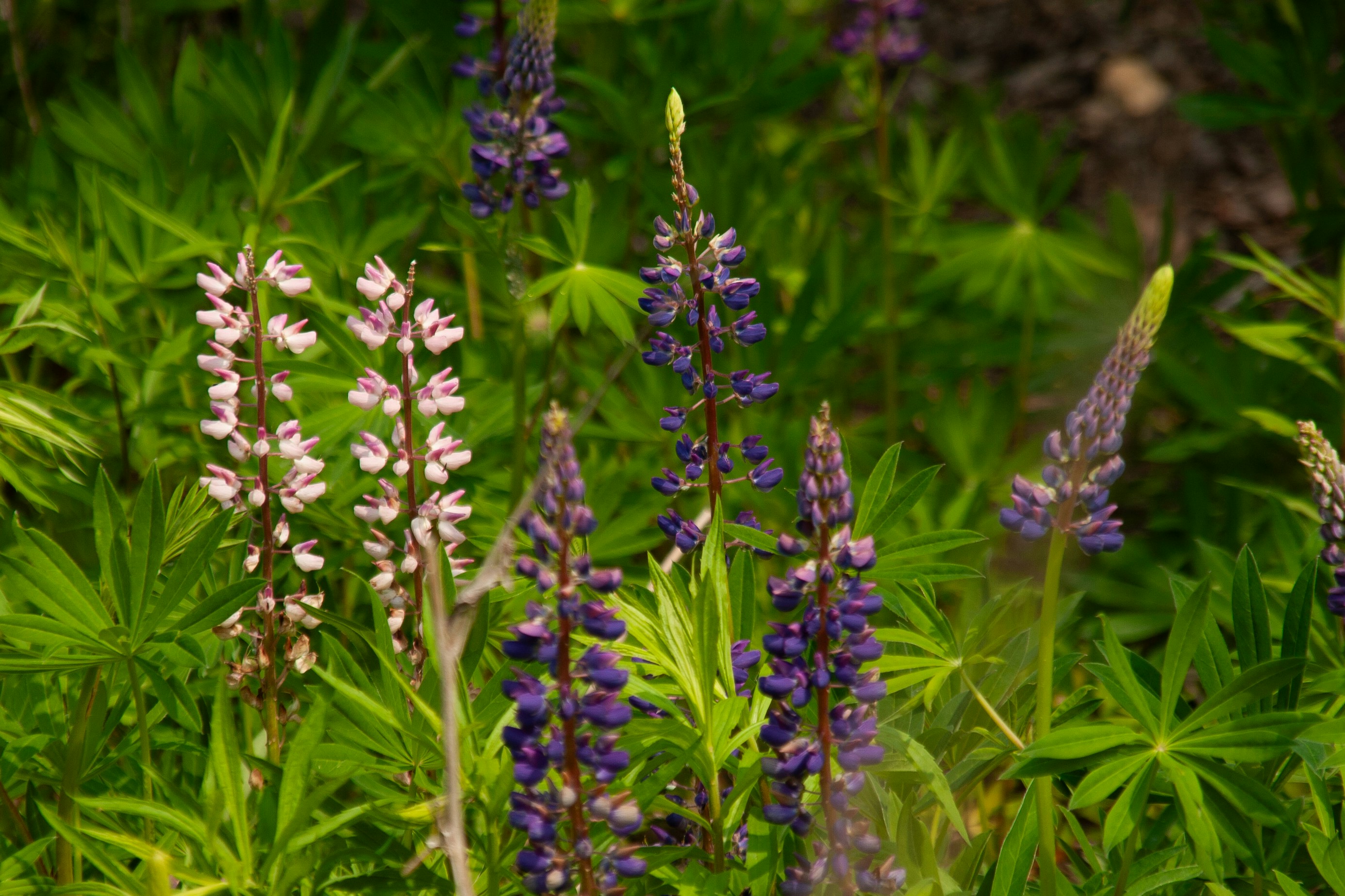 Photo by kulikovnik2