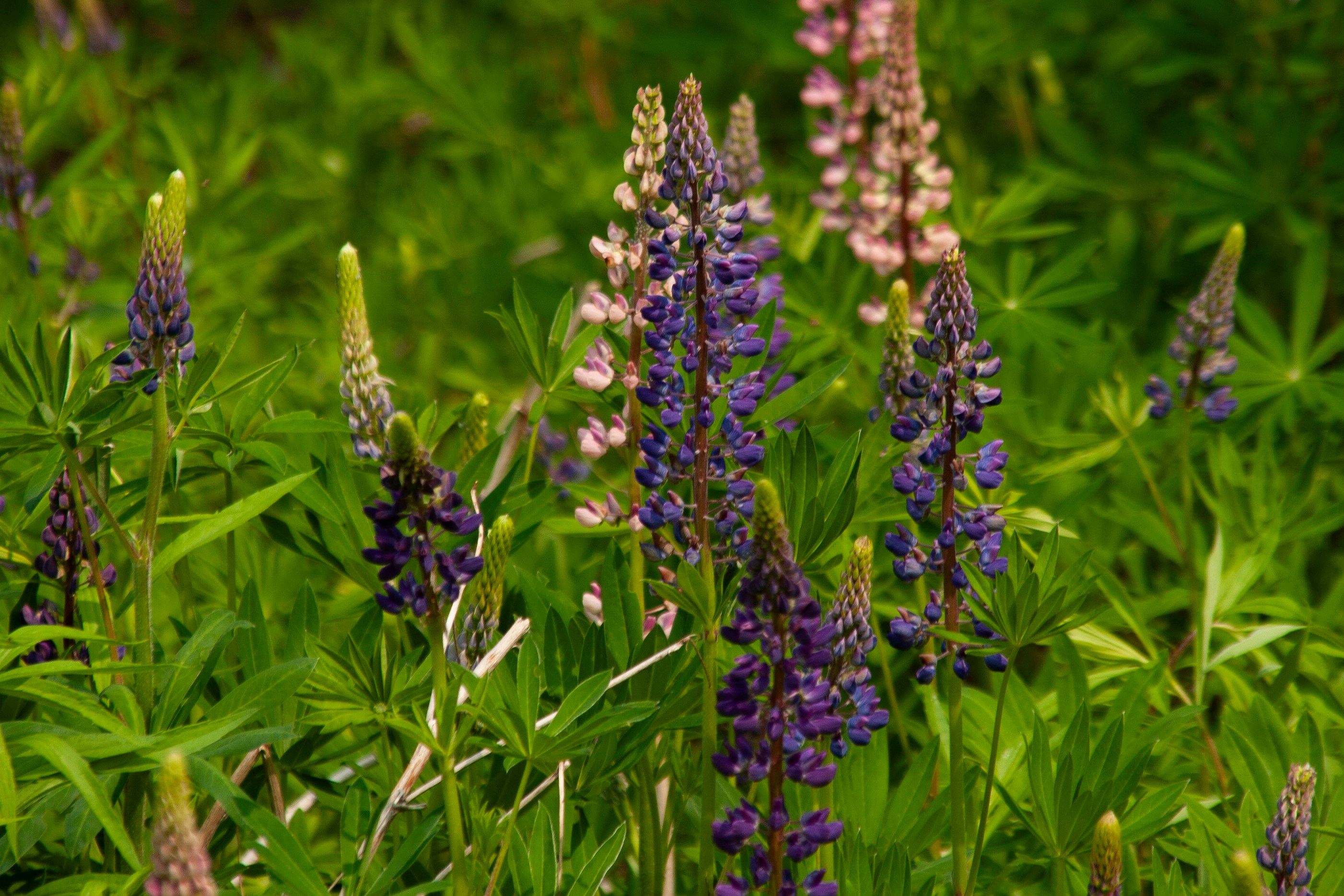 Photo by kulikovnik2