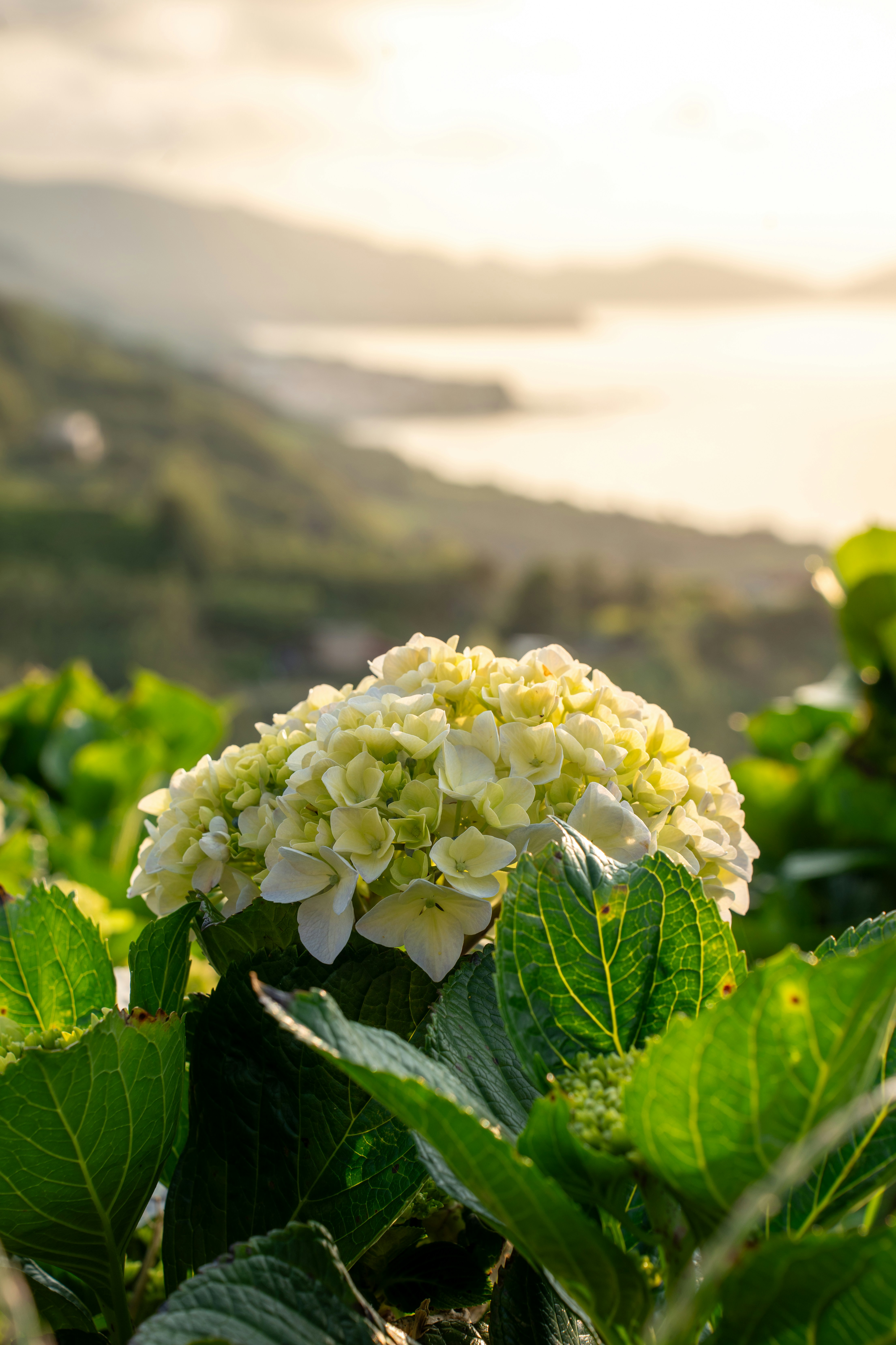 A hydrangea blooms with a serene landscape.