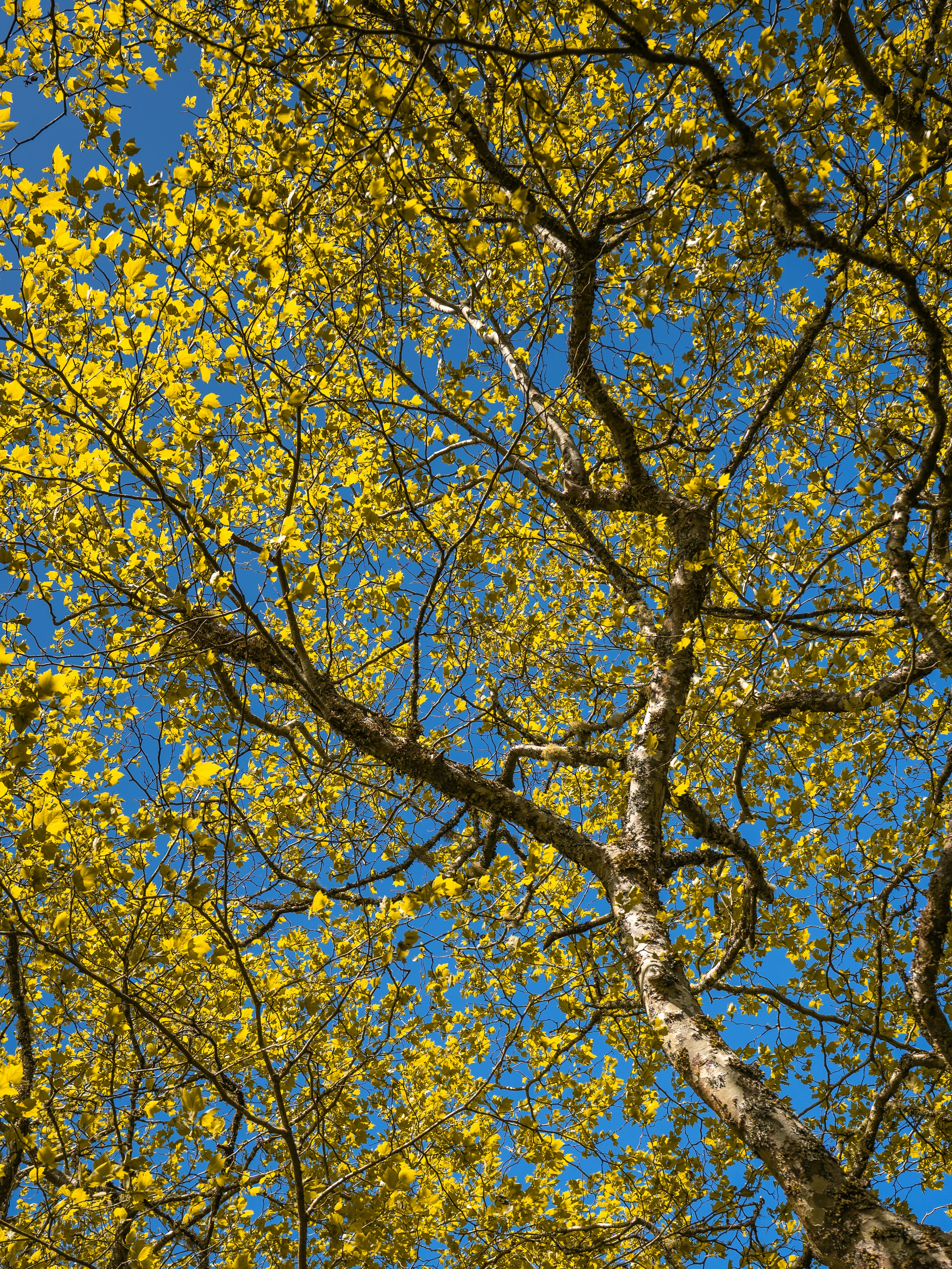 A tree with yellow leaves against blue sky.