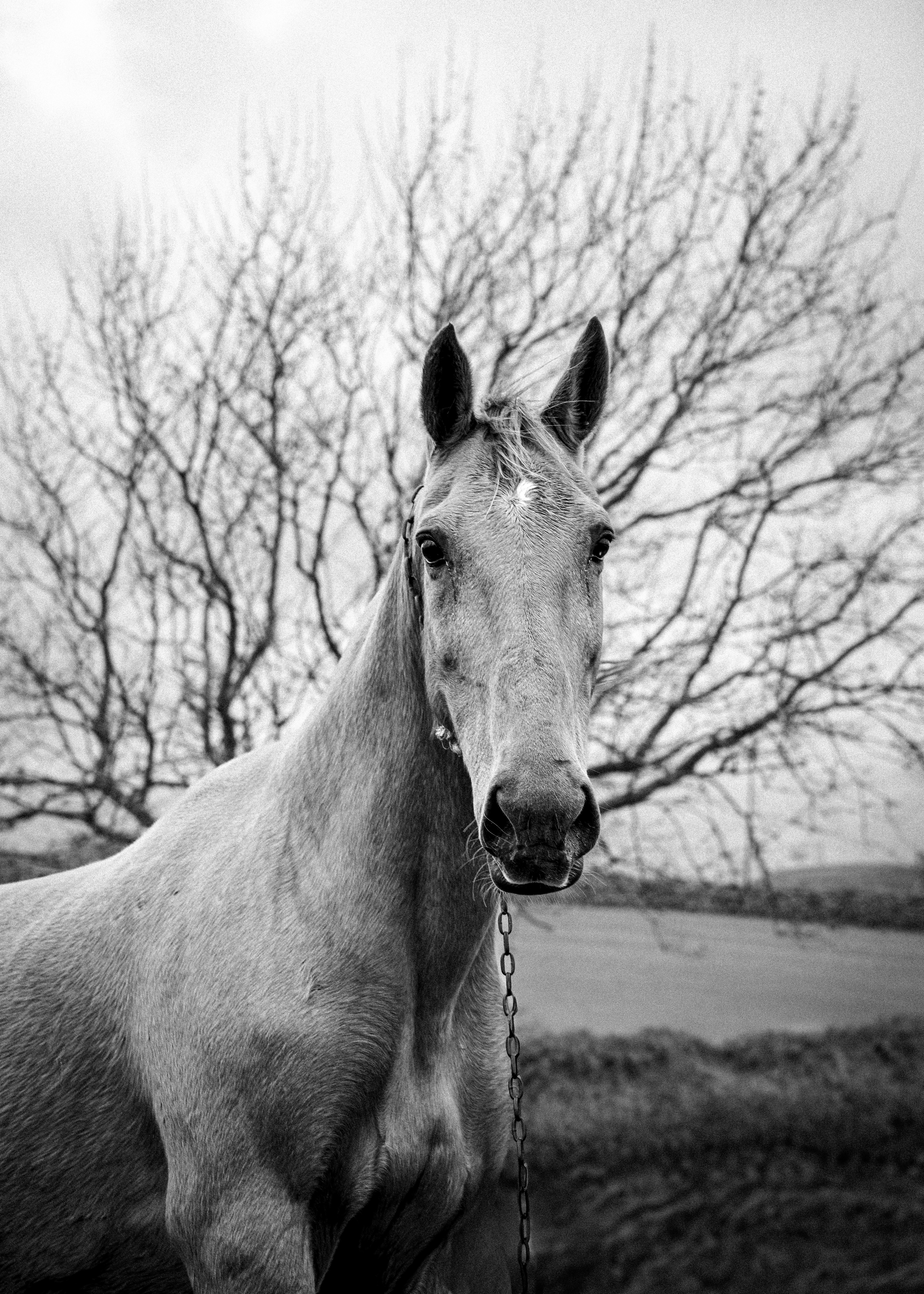 A horse stands in front of a bare tree.