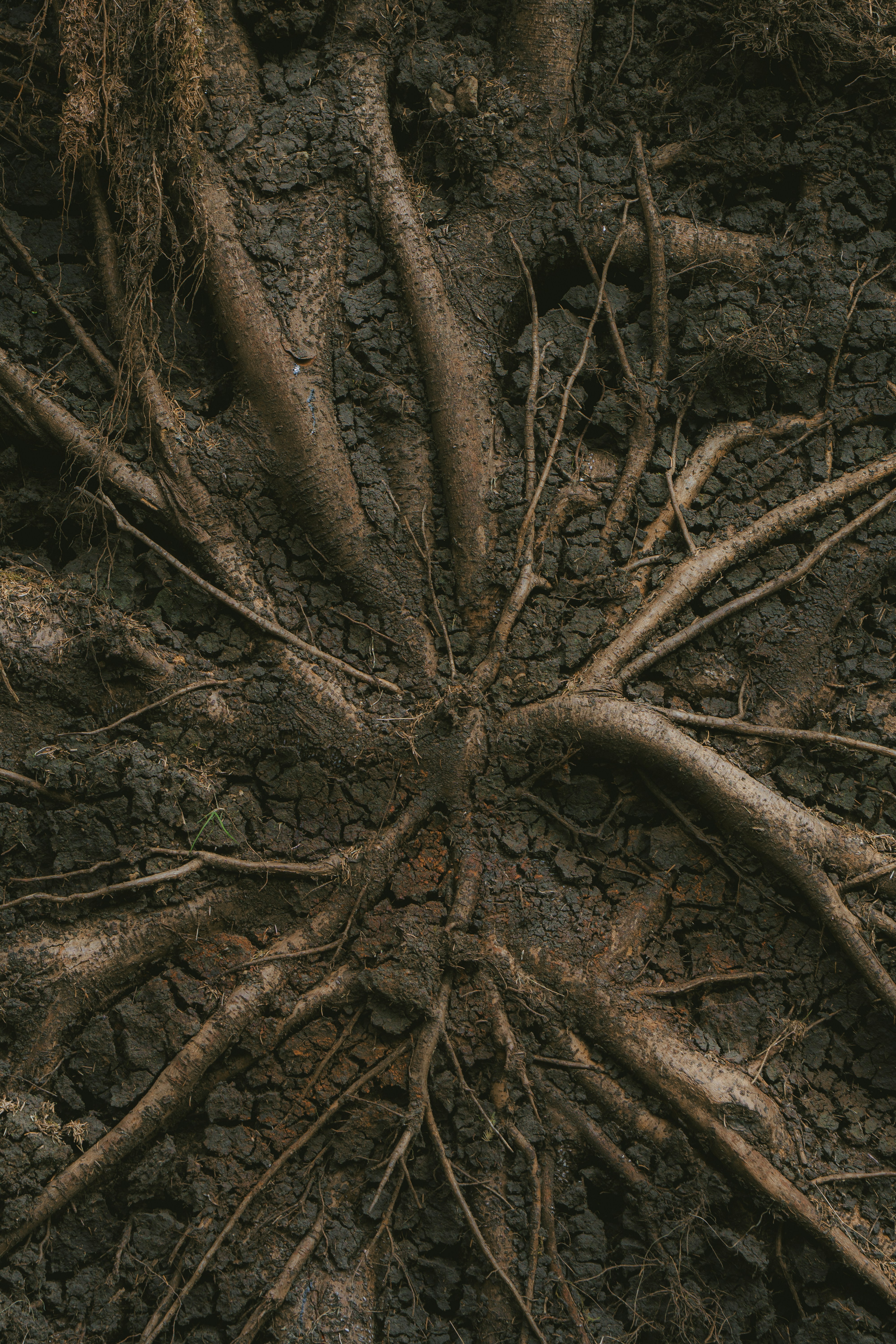 Tree roots spread across cracked earth.