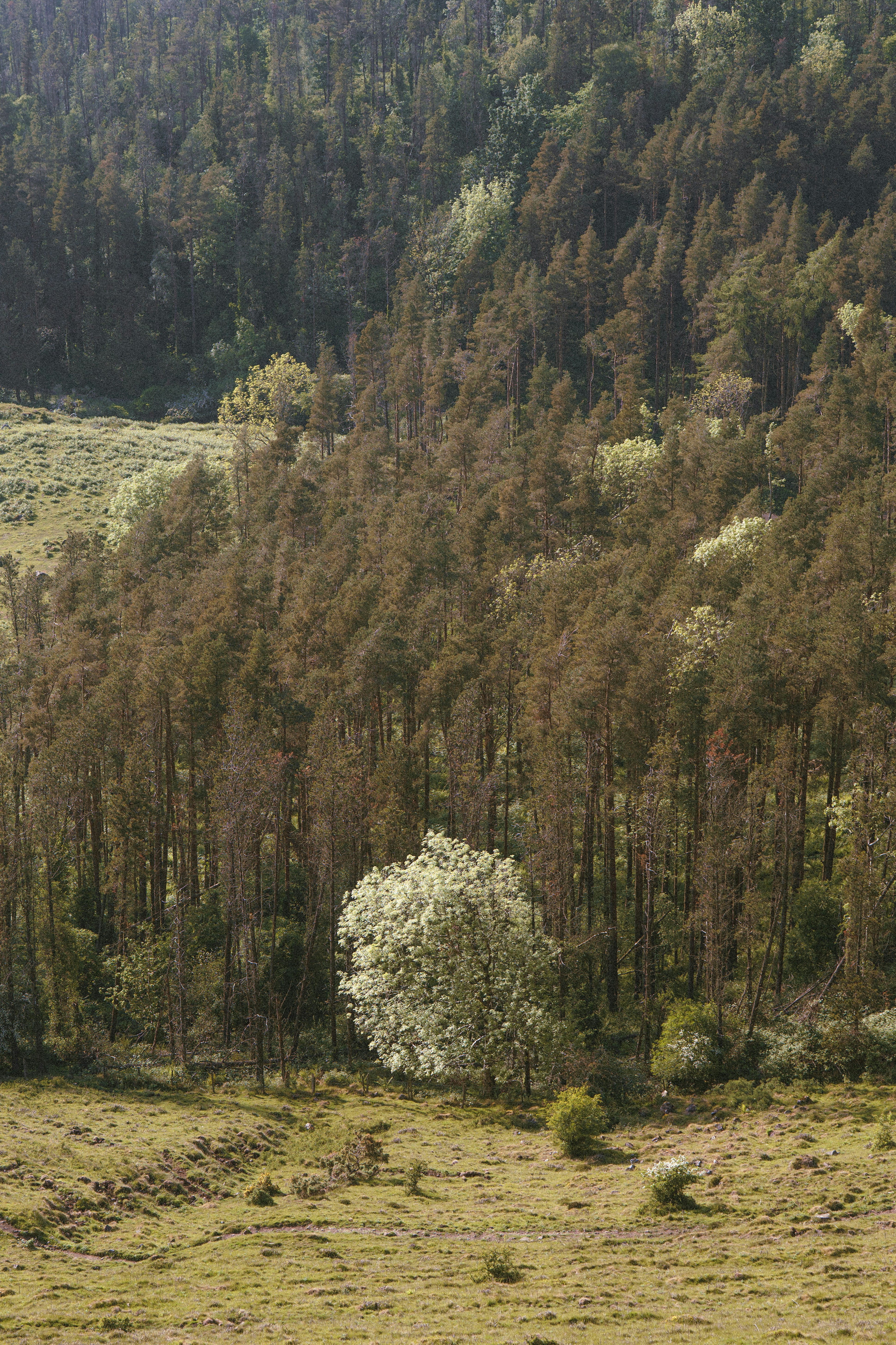 A green meadow fronts a forested hillside.