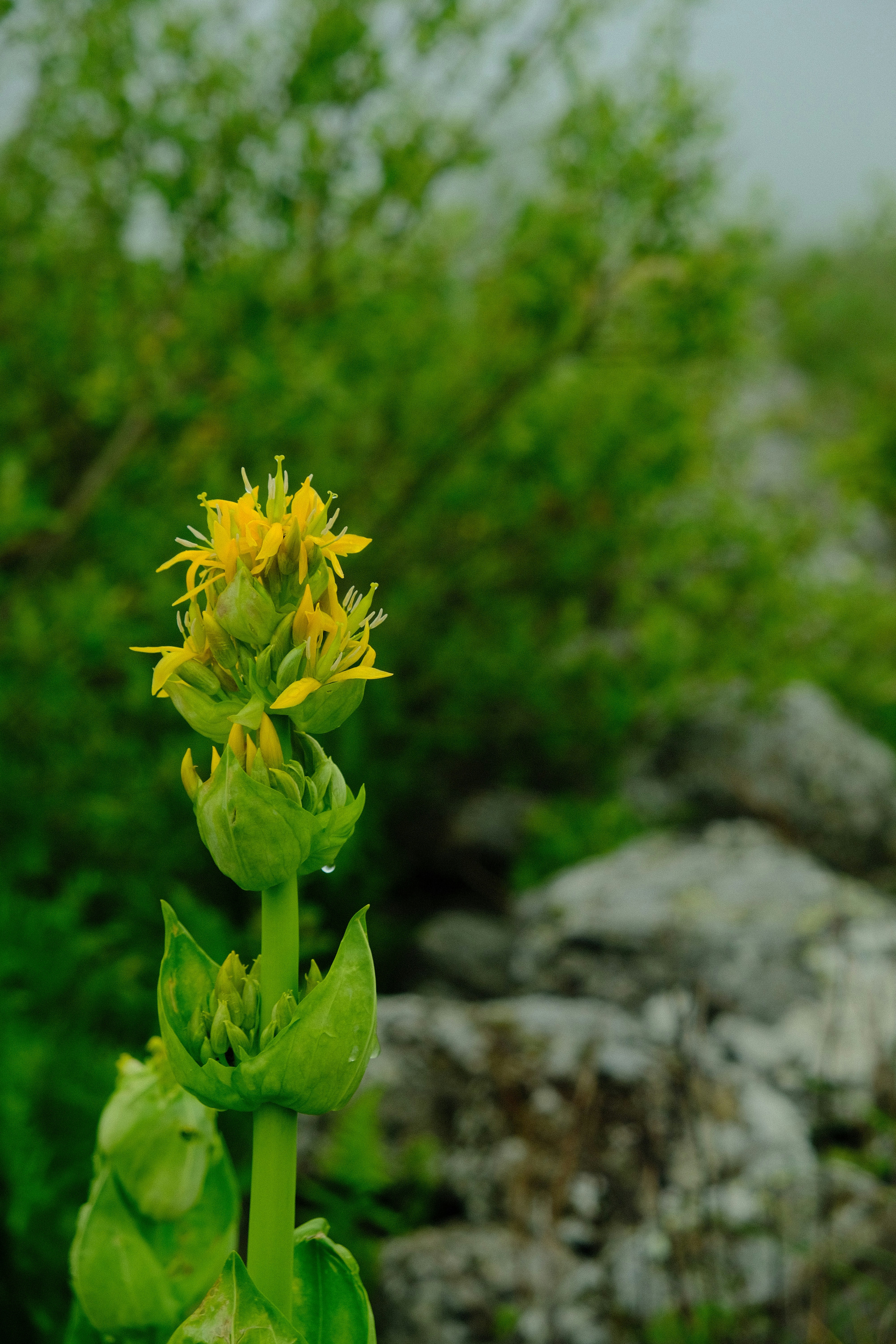 Il fiore giallo sboccia tra il fogliame verde e le rocce