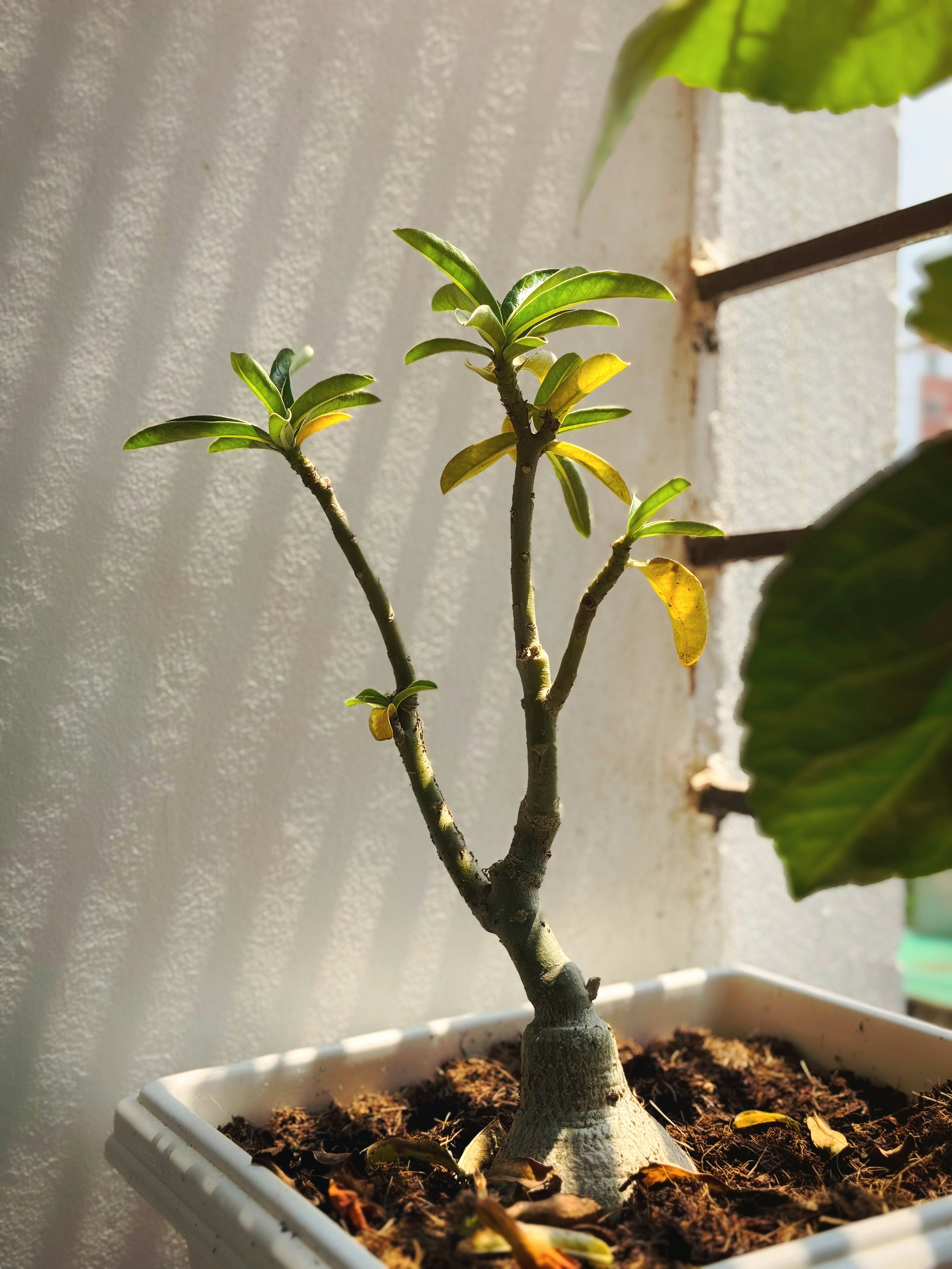 Eine kleine Topfpflanze in hellem Sonnenlicht.