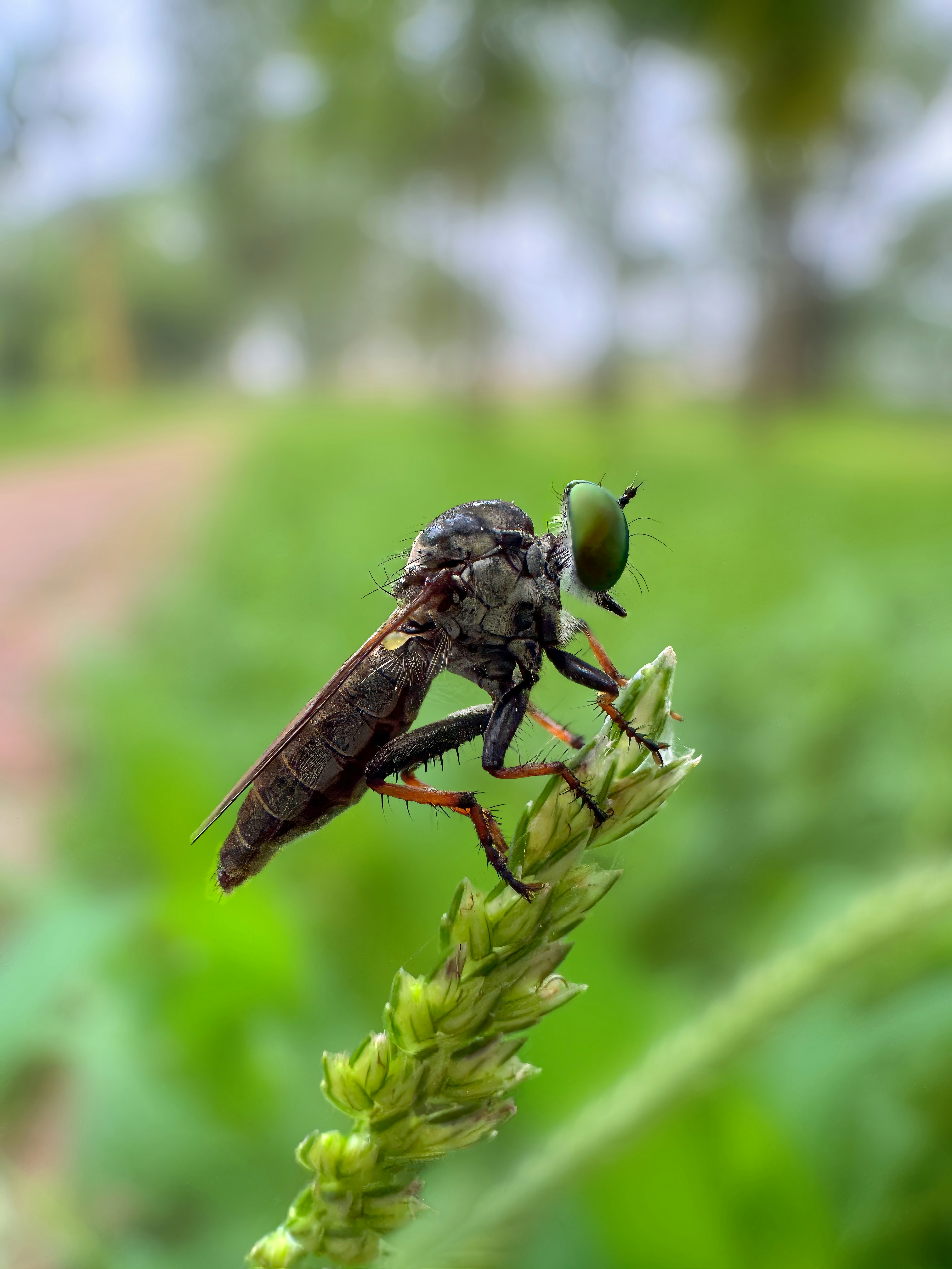 Eine Räuberfliege sitzt auf einem Grashalm.
