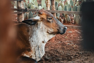 A brown cow rests patiently in a pen.