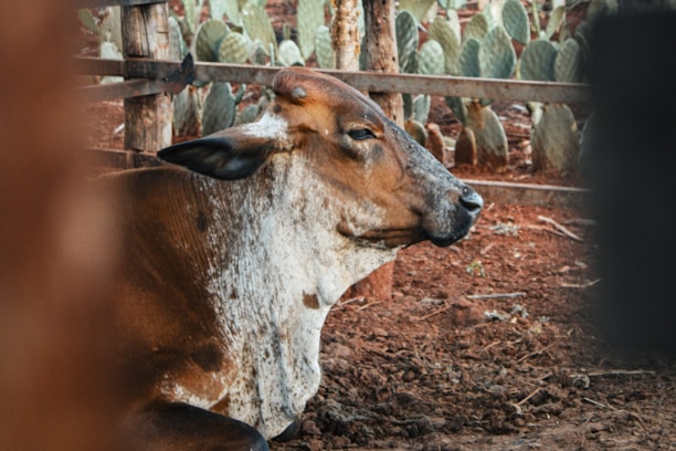 A brown cow rests patiently in a pen.