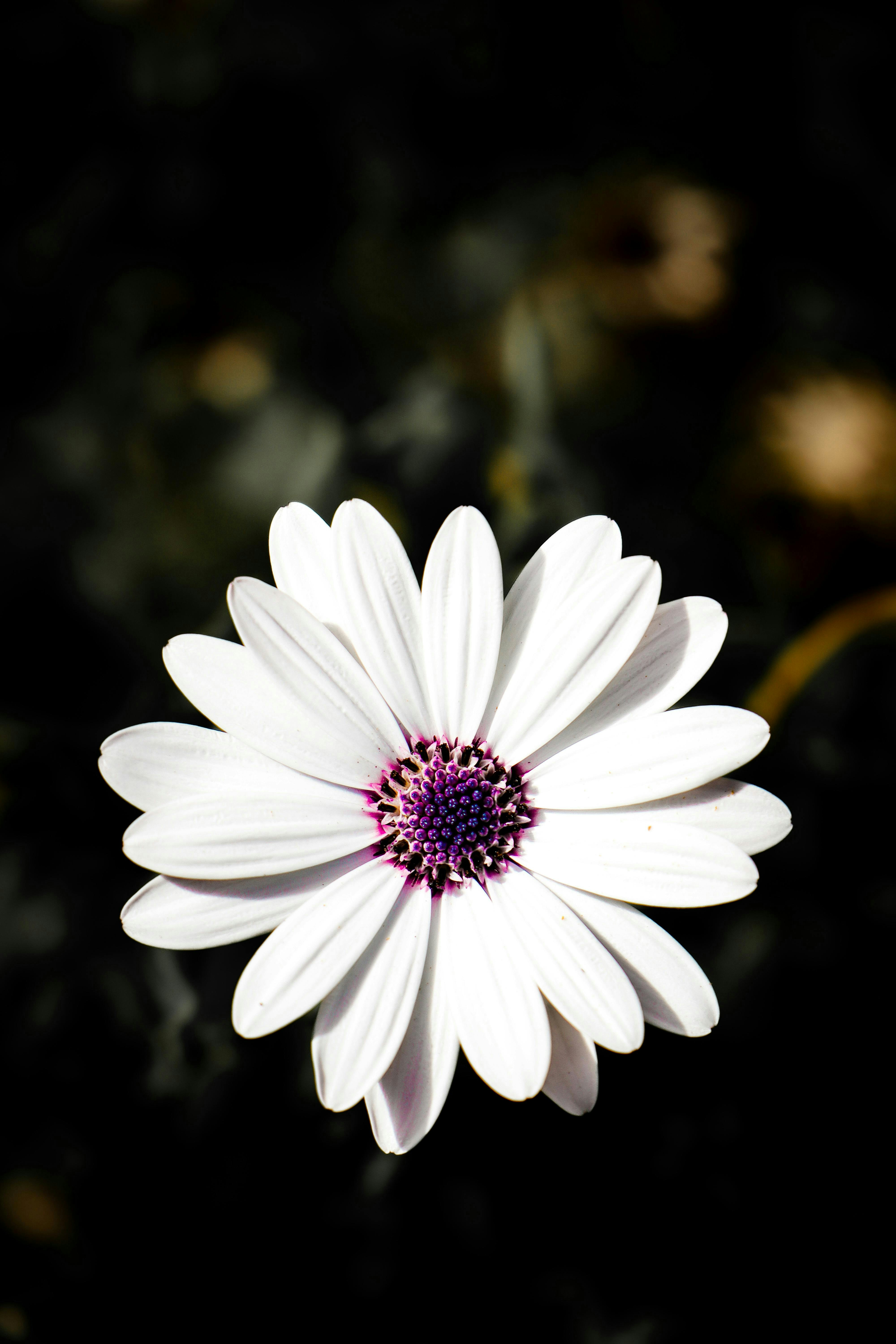 Photo by americanaez225